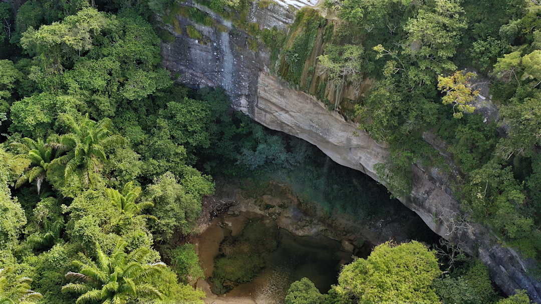 Forest conservation for biodiversity and climate, Bolivia | Pinwheel