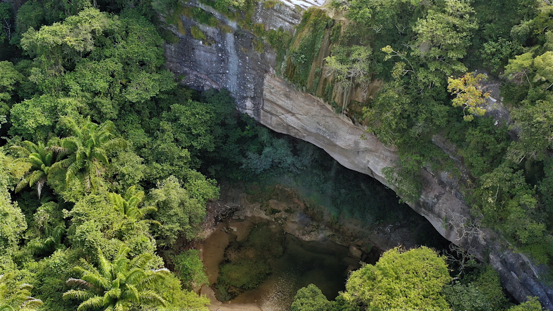 Forest conservation for biodiversity and climate, Bolivia | Pinwheel