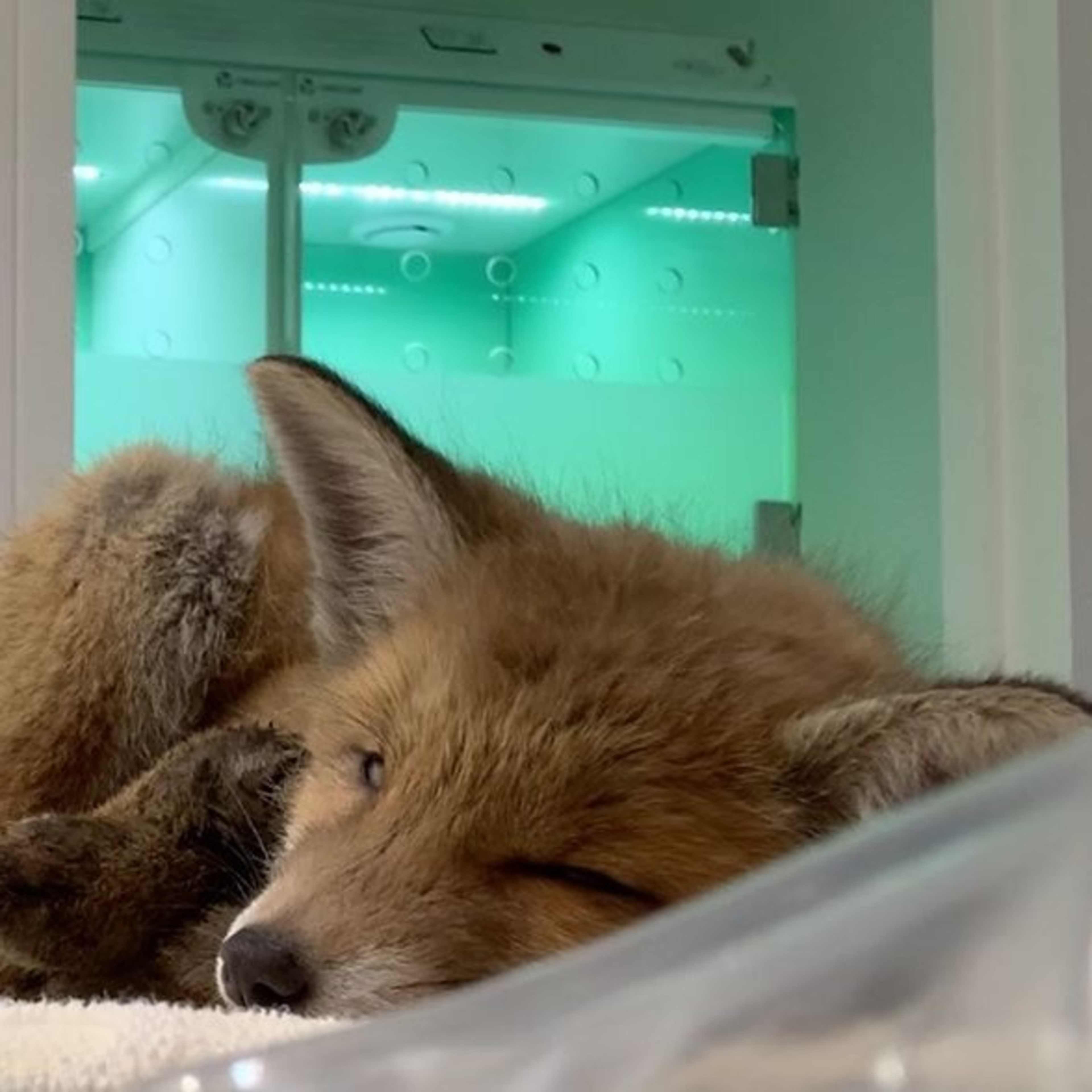 Fox in hospital ward 