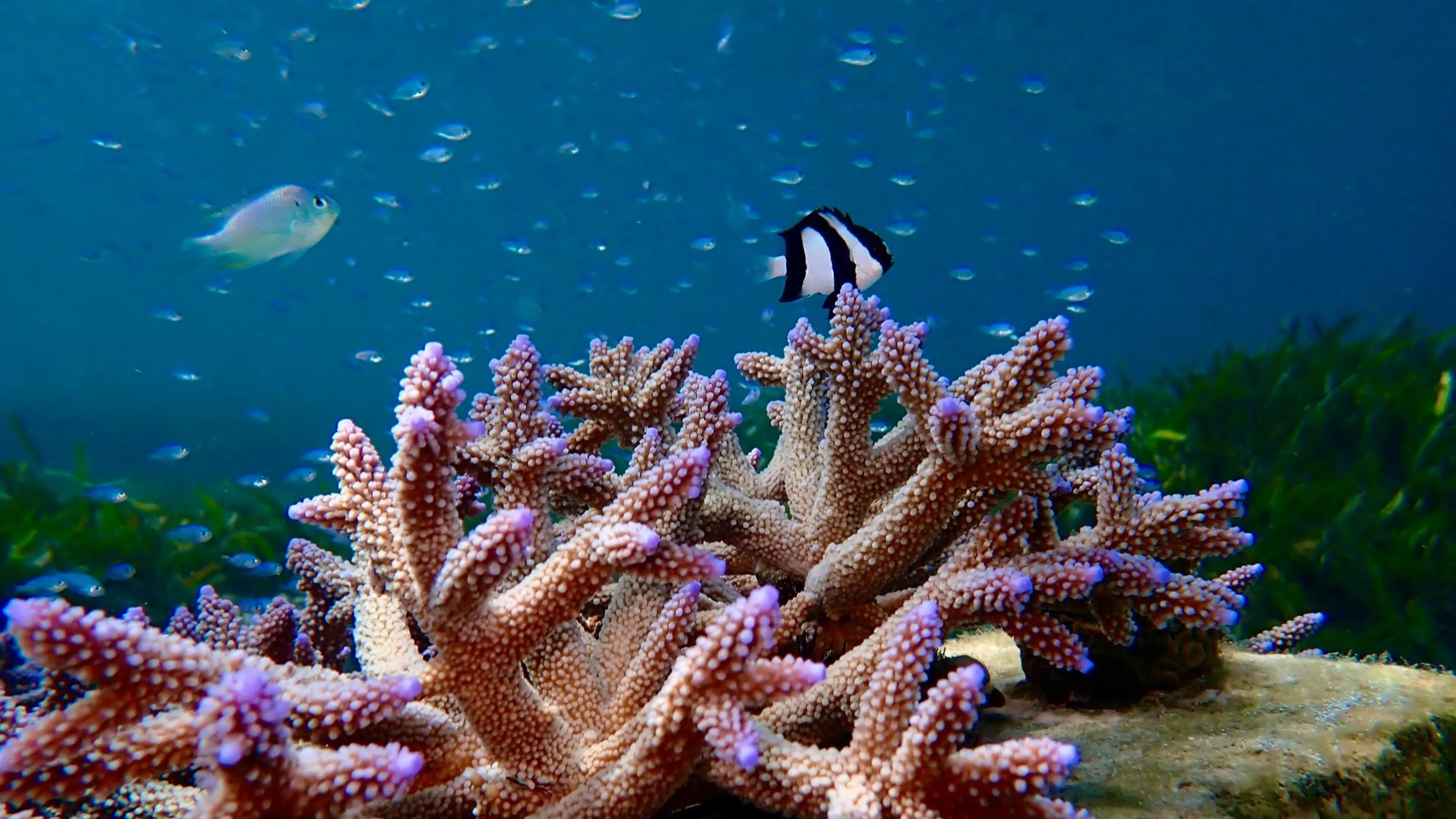 Coral restoration with fish in background