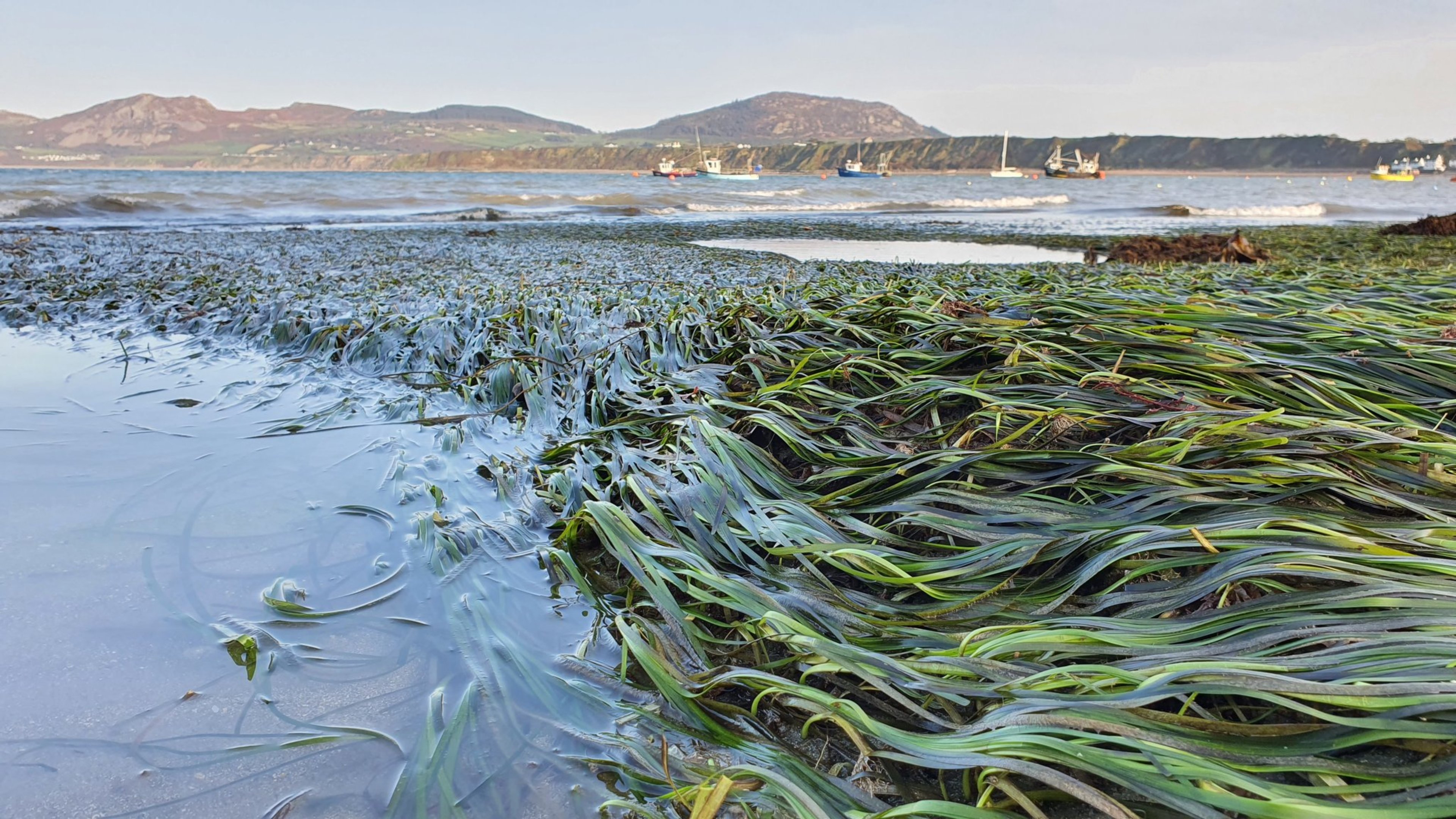 Project Seagrass - Seagrass coastal scene