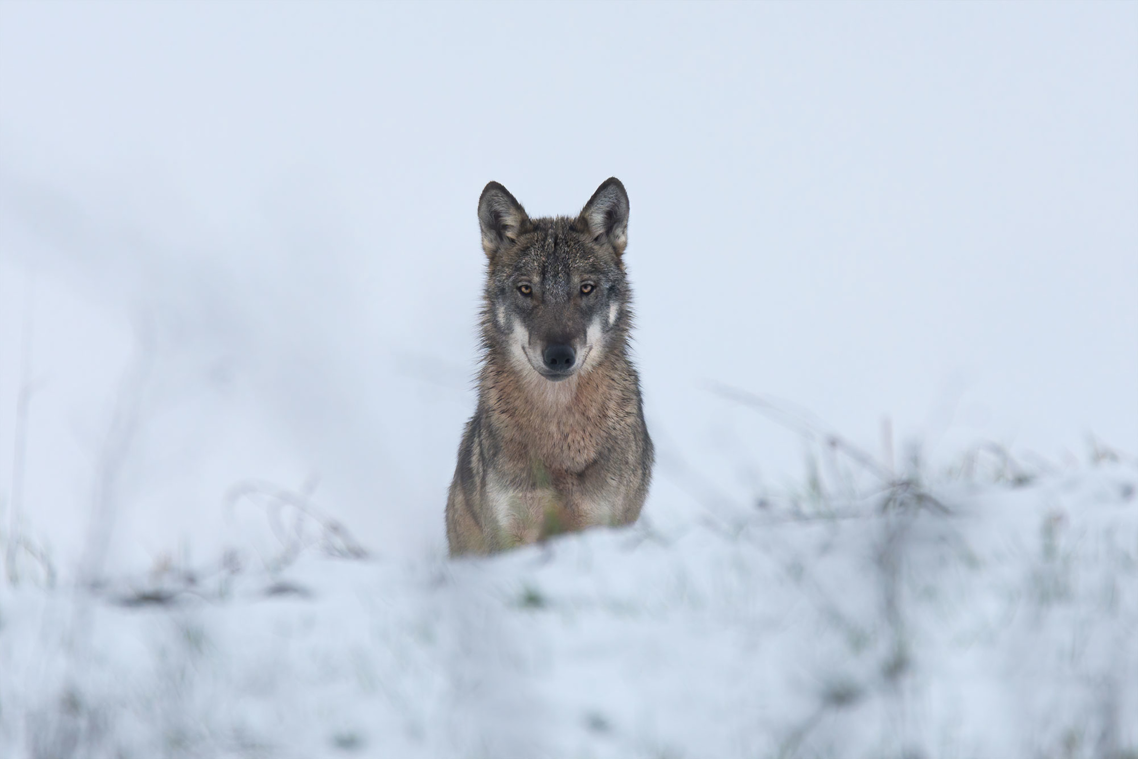 Image of wolf in snow from partner