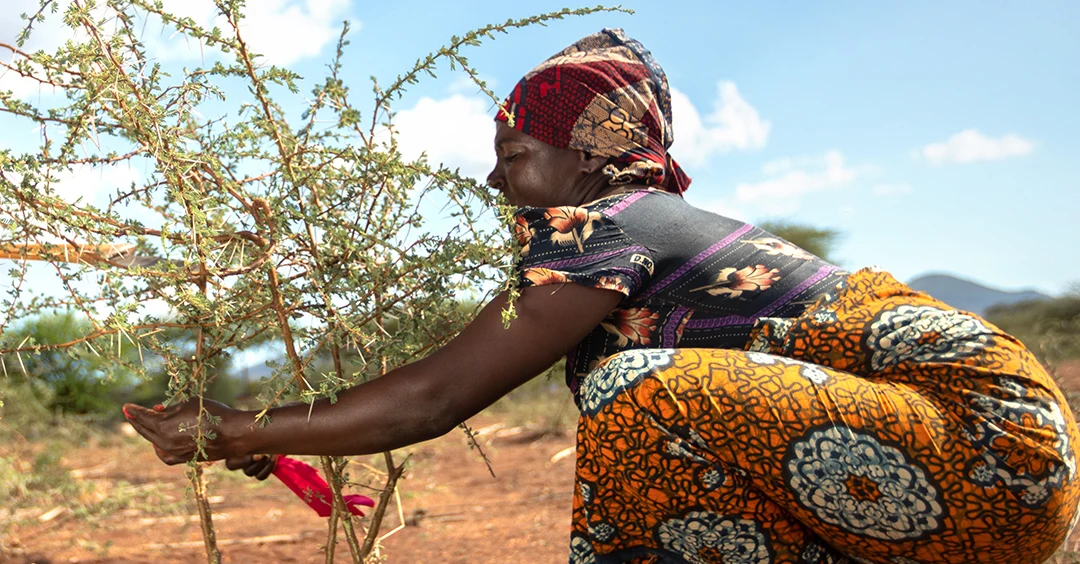 Regreening - Treecovery, Restoring Trees In Tanzania