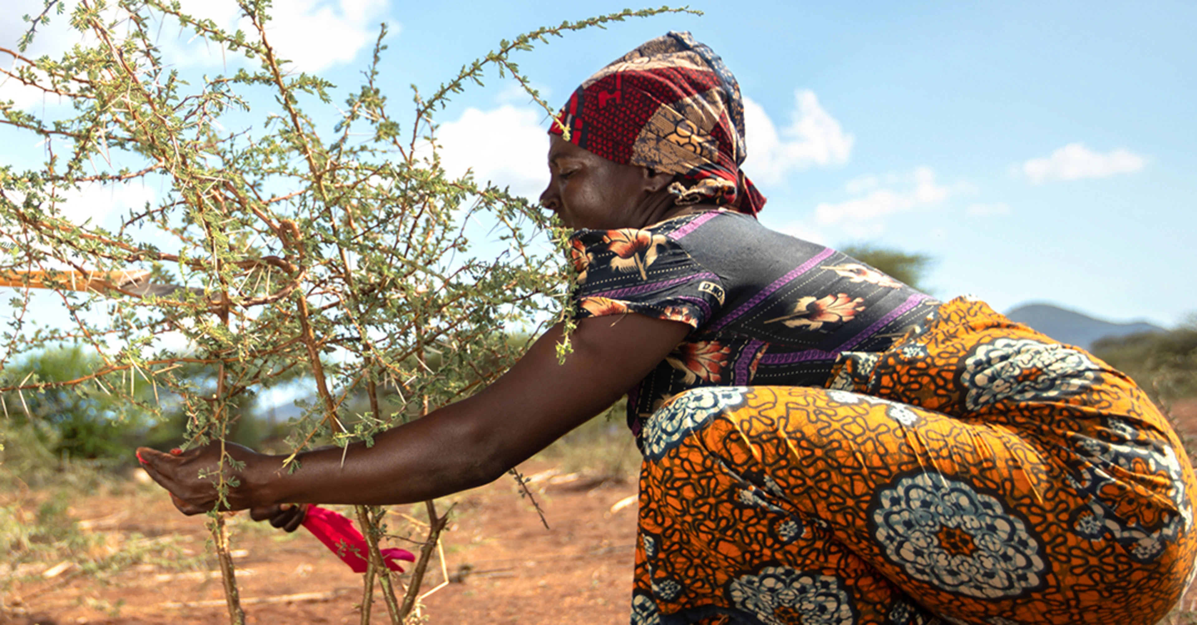 Woman pruning tree shoots