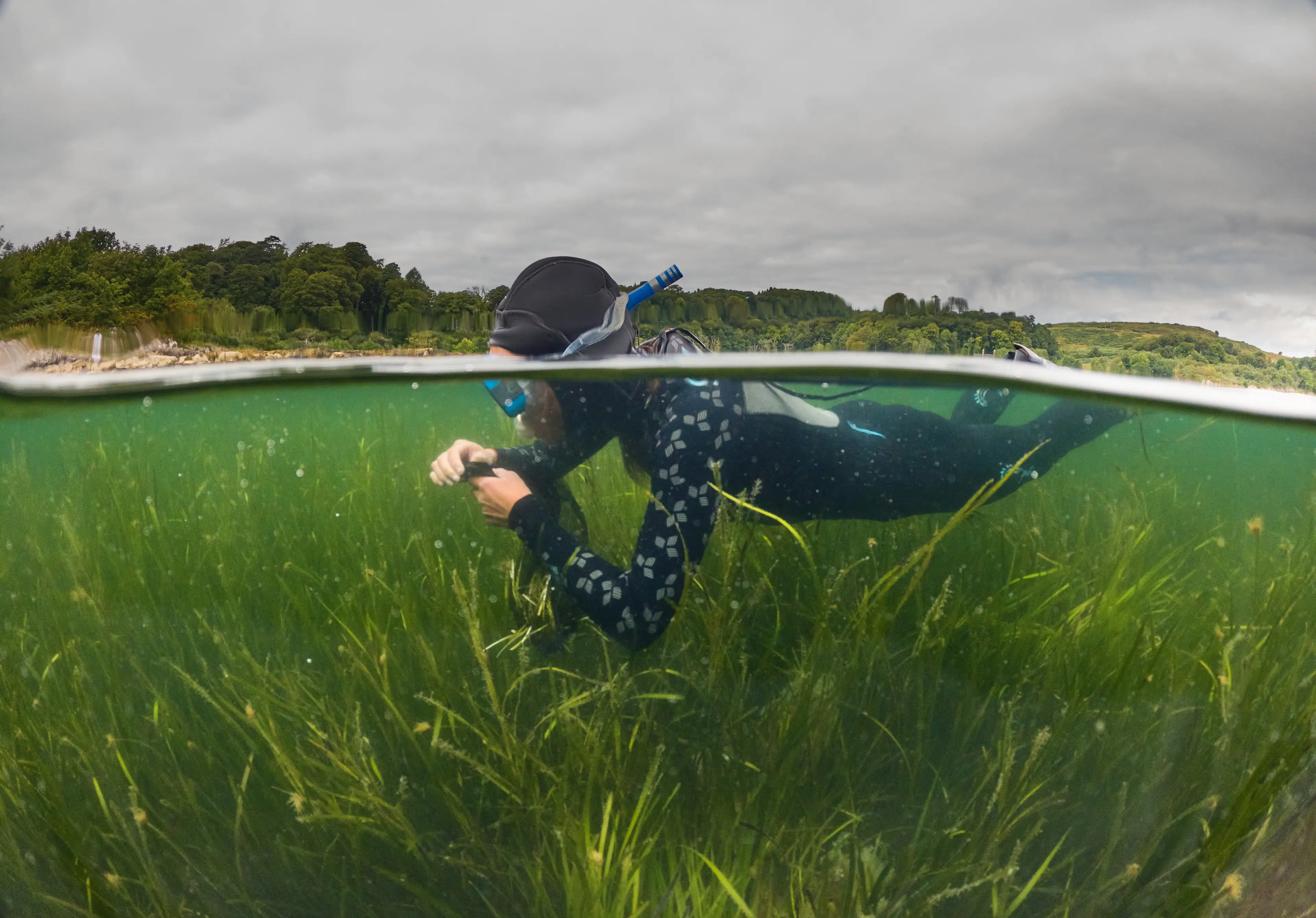 Temporary seagrass meadow for Seawilding