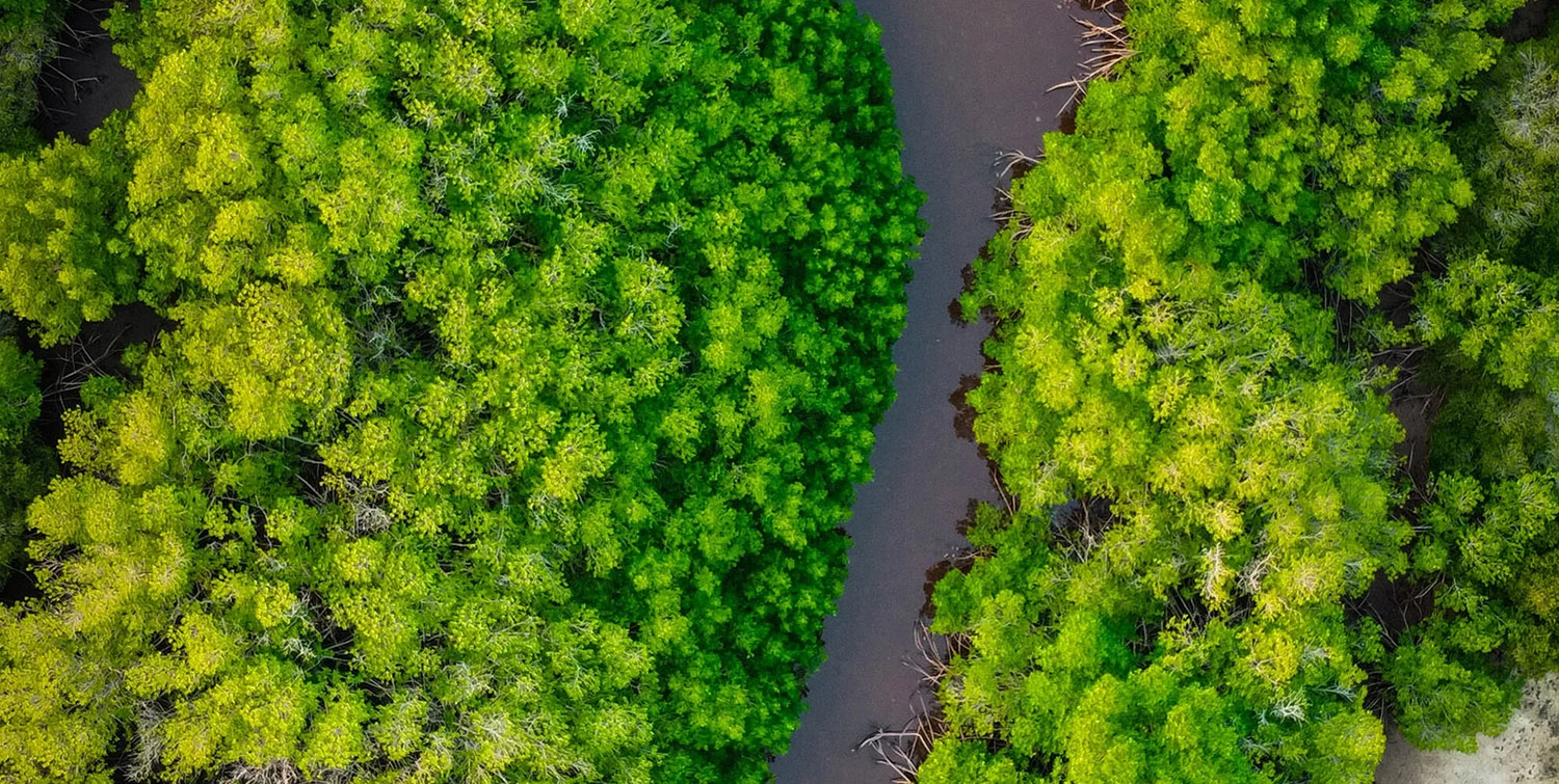 Coastal Reforestation - Mozambique