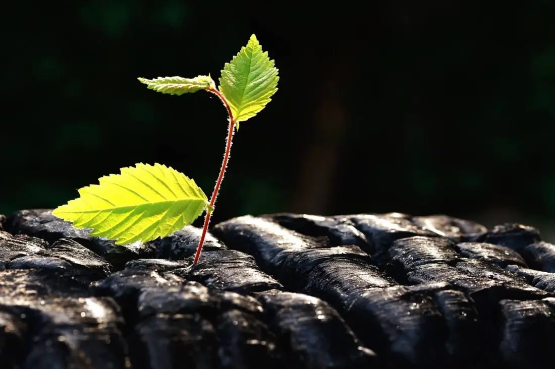 Biochar in Chile