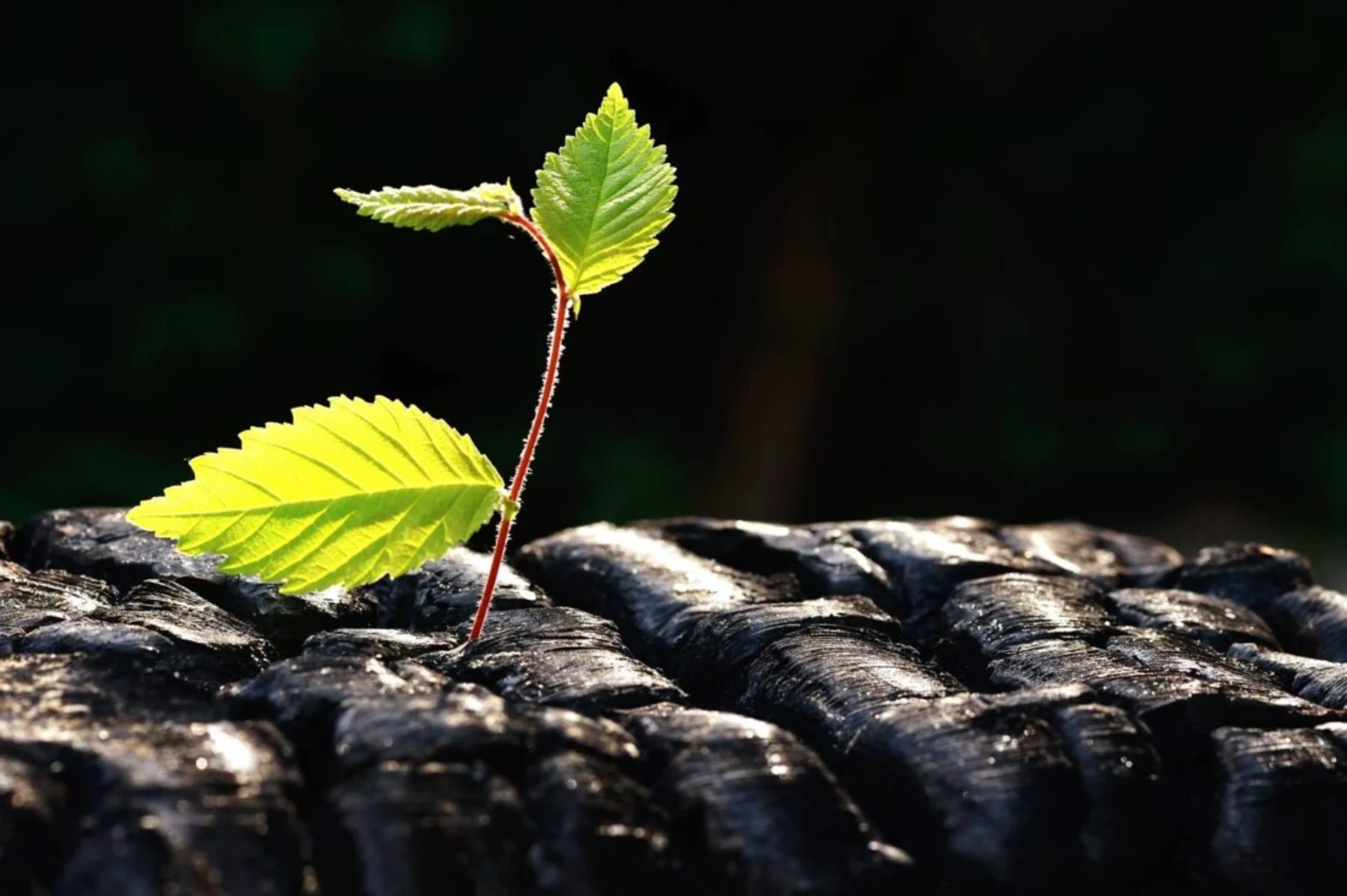 Biochar in Chile