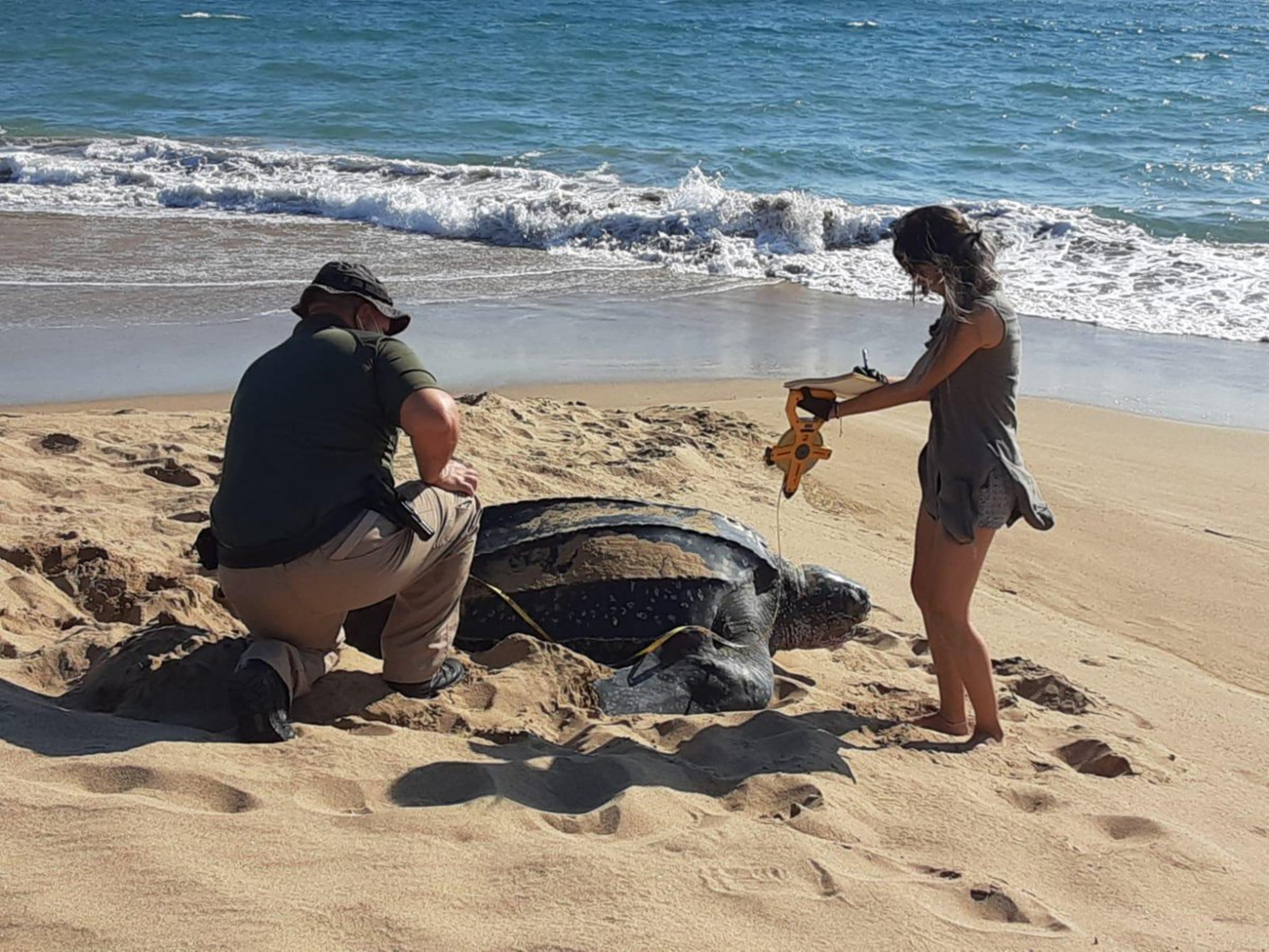 Summary of turtle hatchling protection 