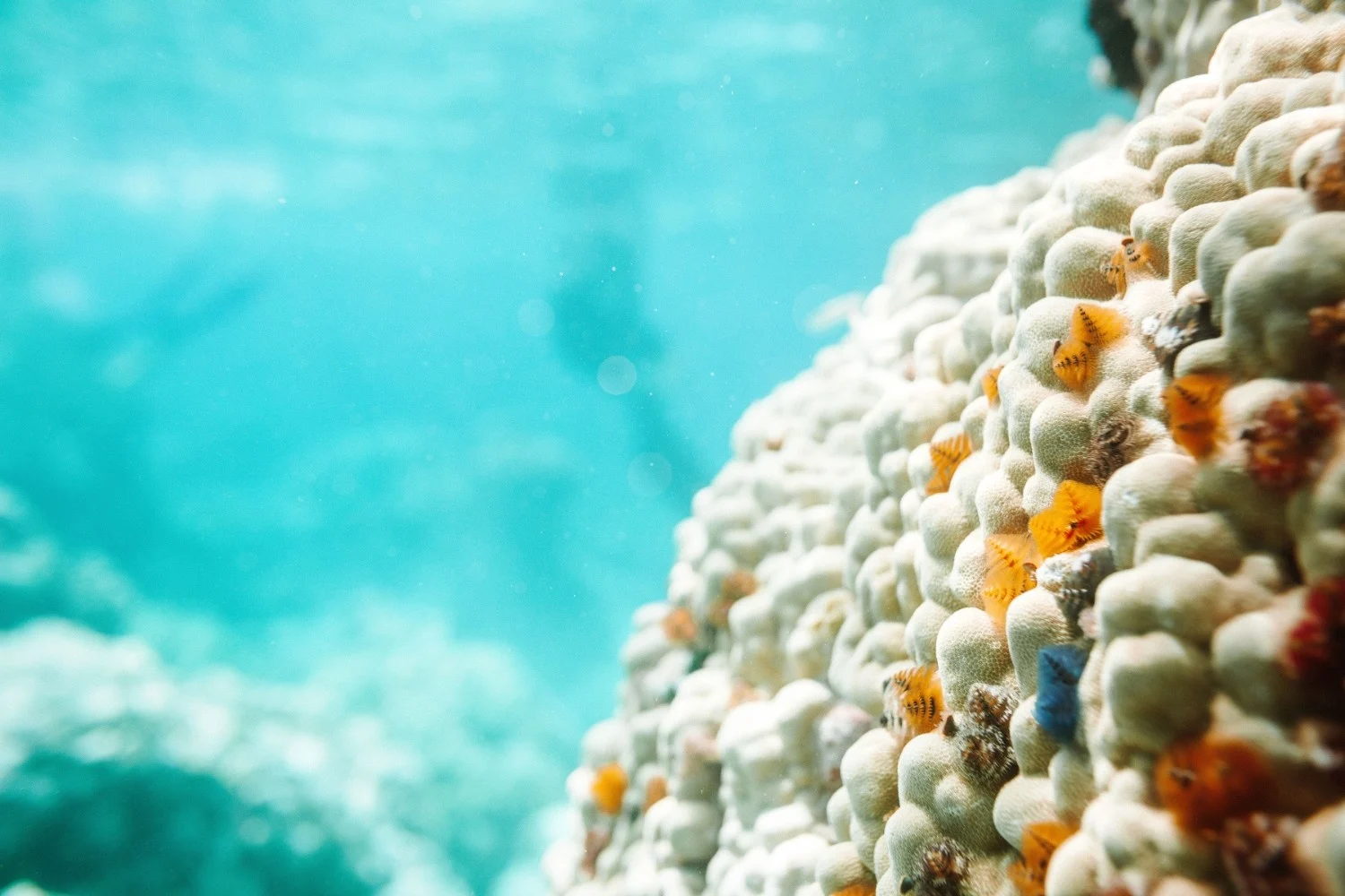 Joro Hero image - coral