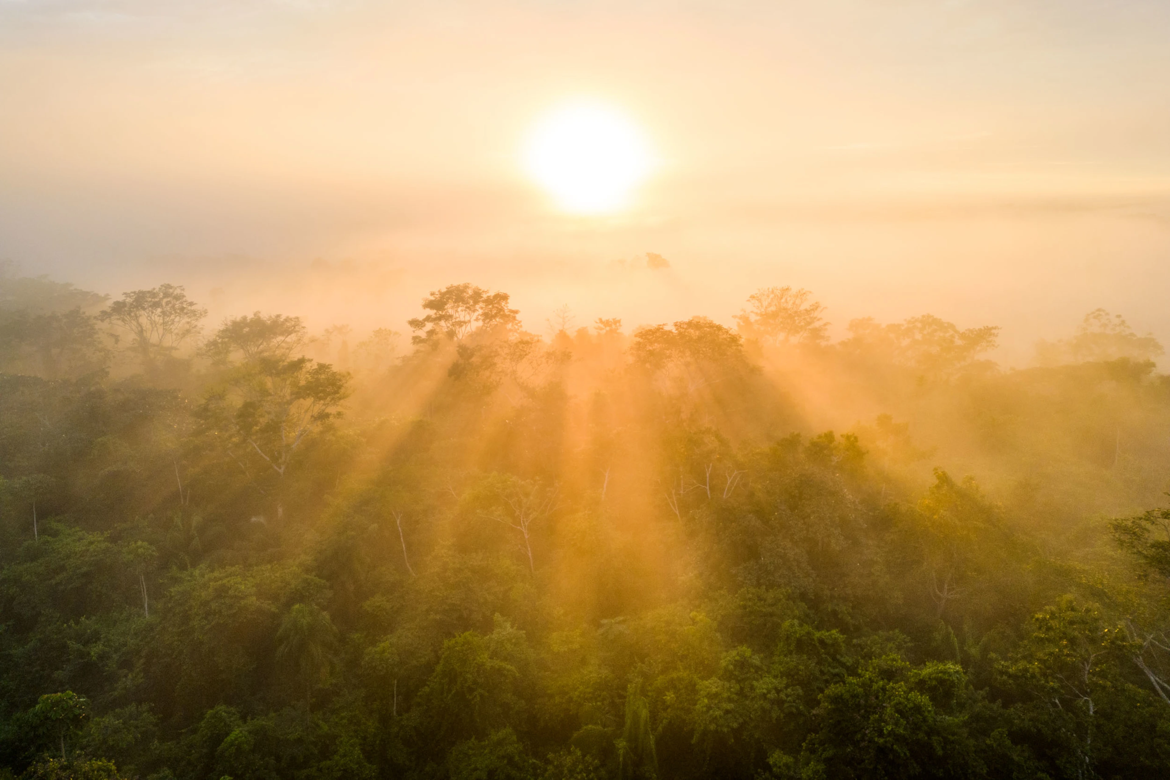 Brazilian Amazon Grouped Forestry Project - main image- Vertree