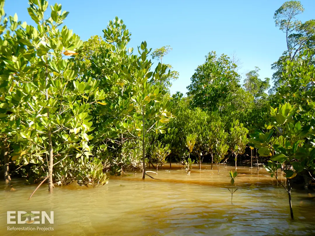 Mangrove Reforestation - Madagascar | Pinwheel