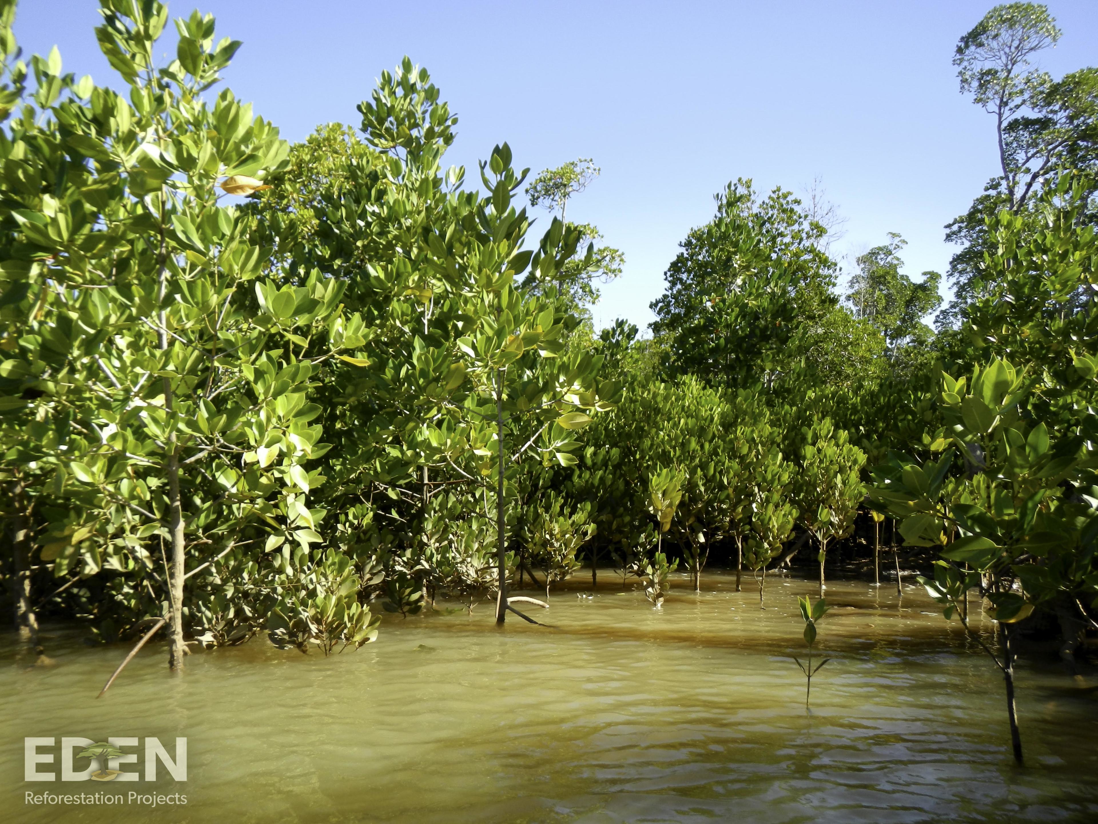 young mangrove trees