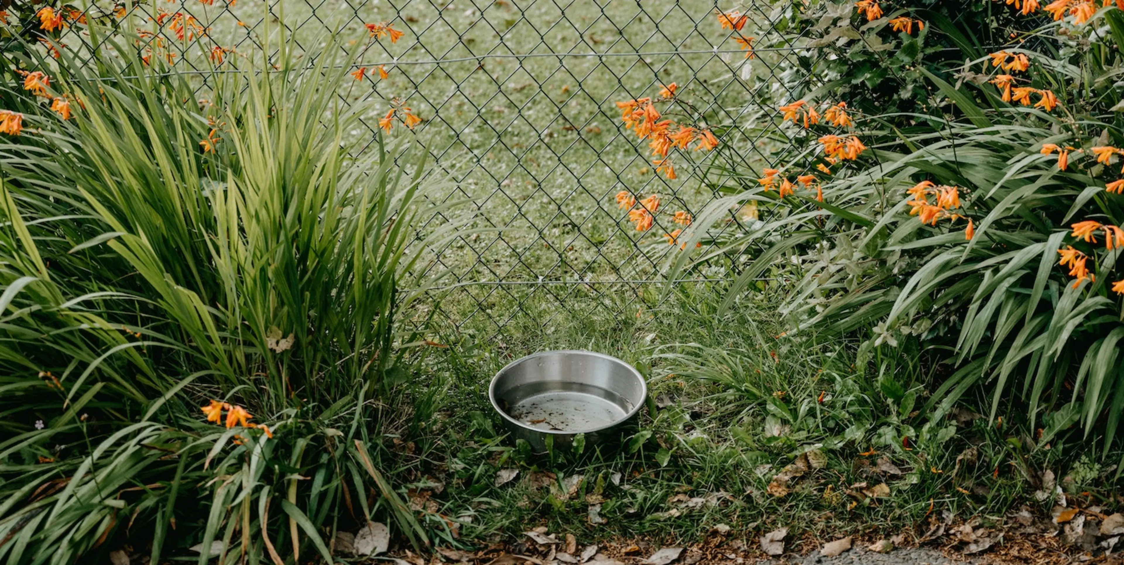 Bowl of water in a garden