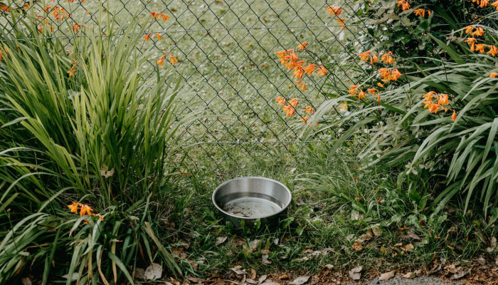 Bowl of water in a garden