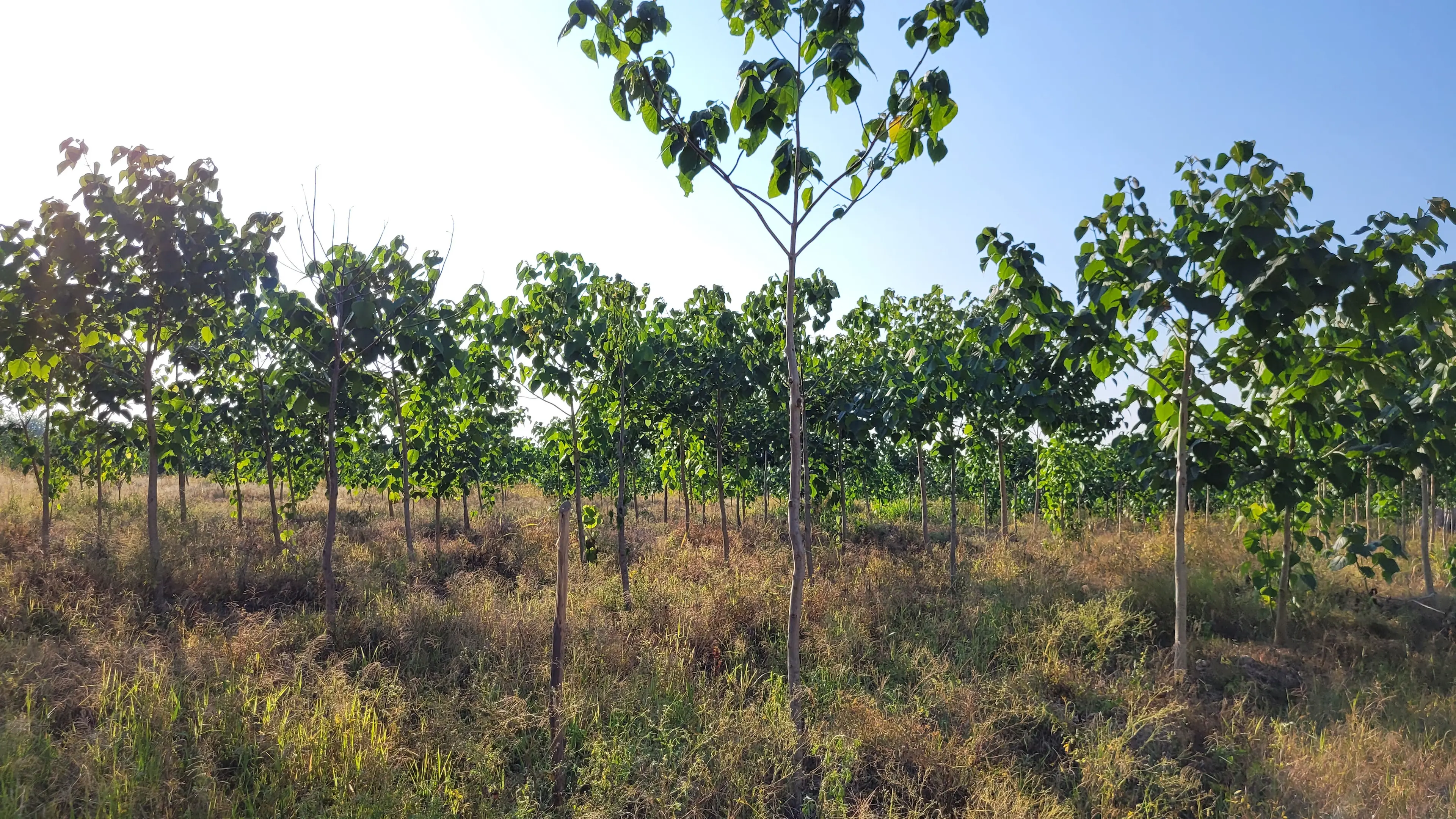Reforestation in Mexico