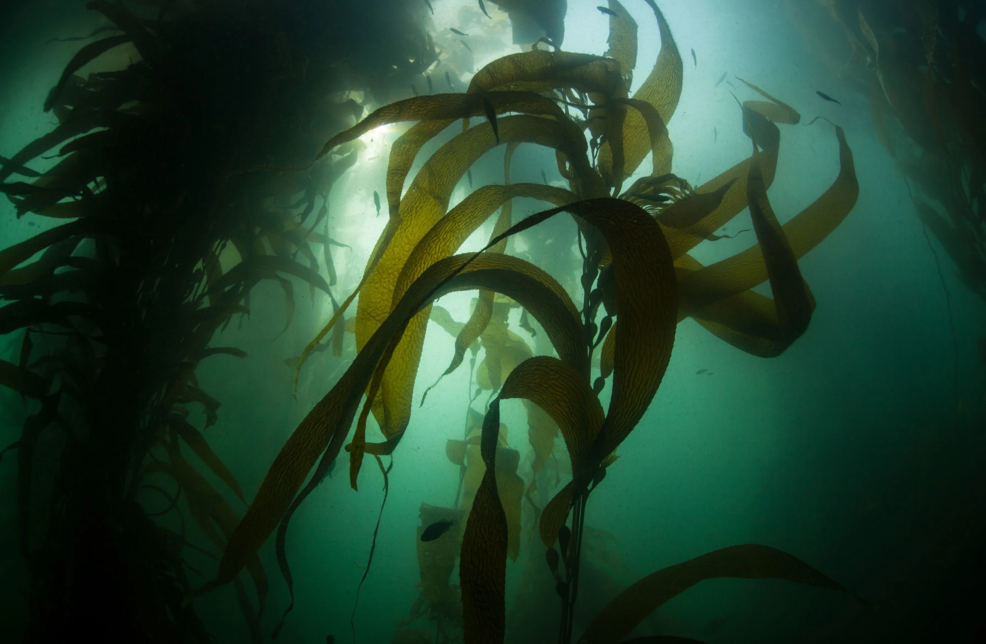 Forest of giant kelp