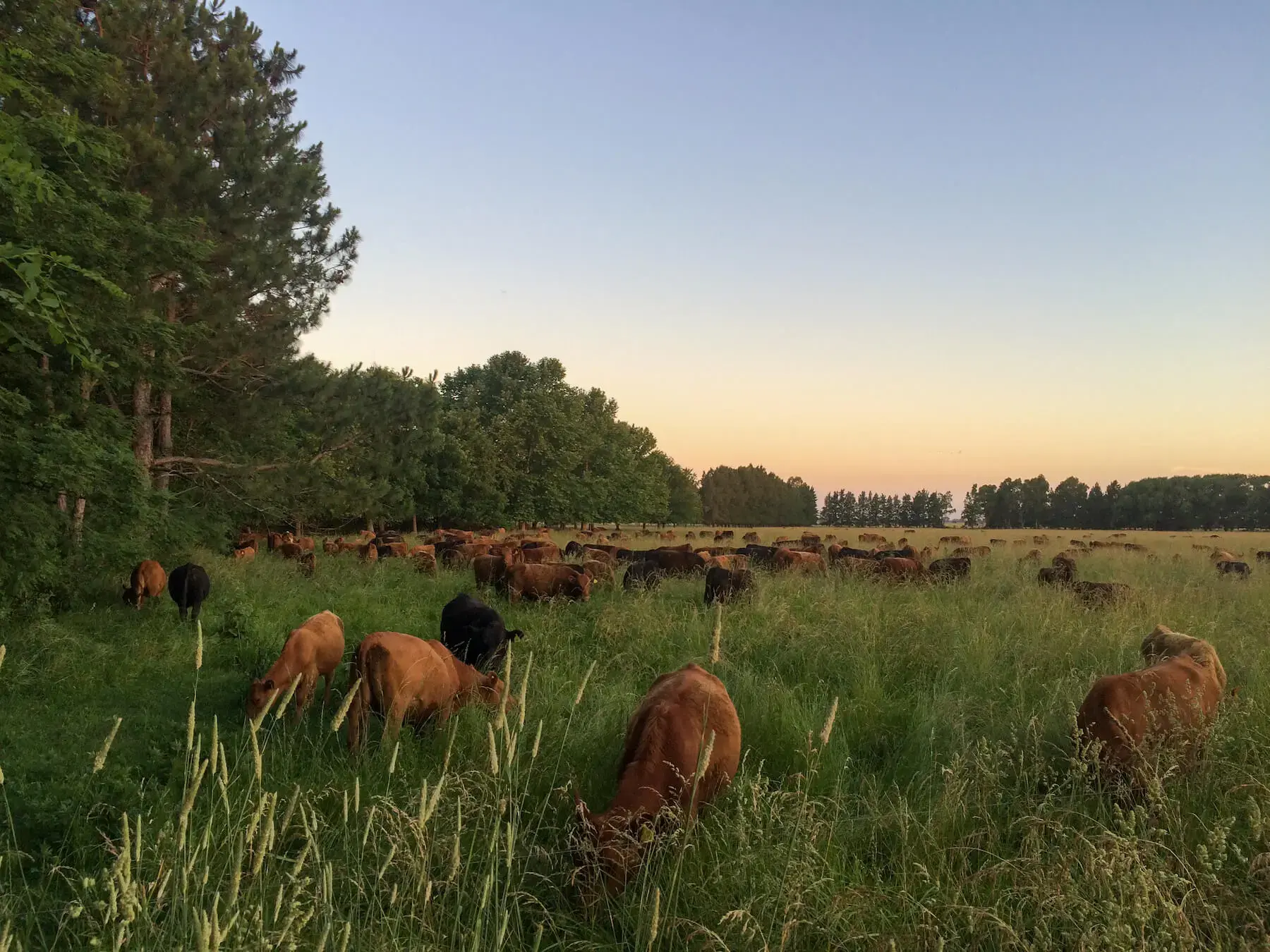 Grassland Restoration in South America