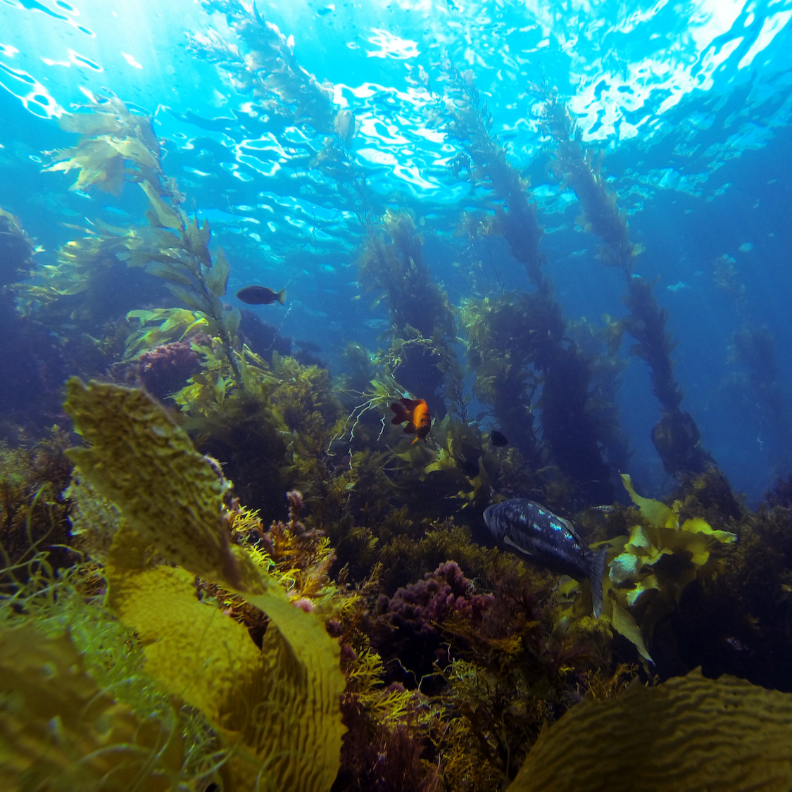 Kelp restoration Santa Monica Frieze LA 