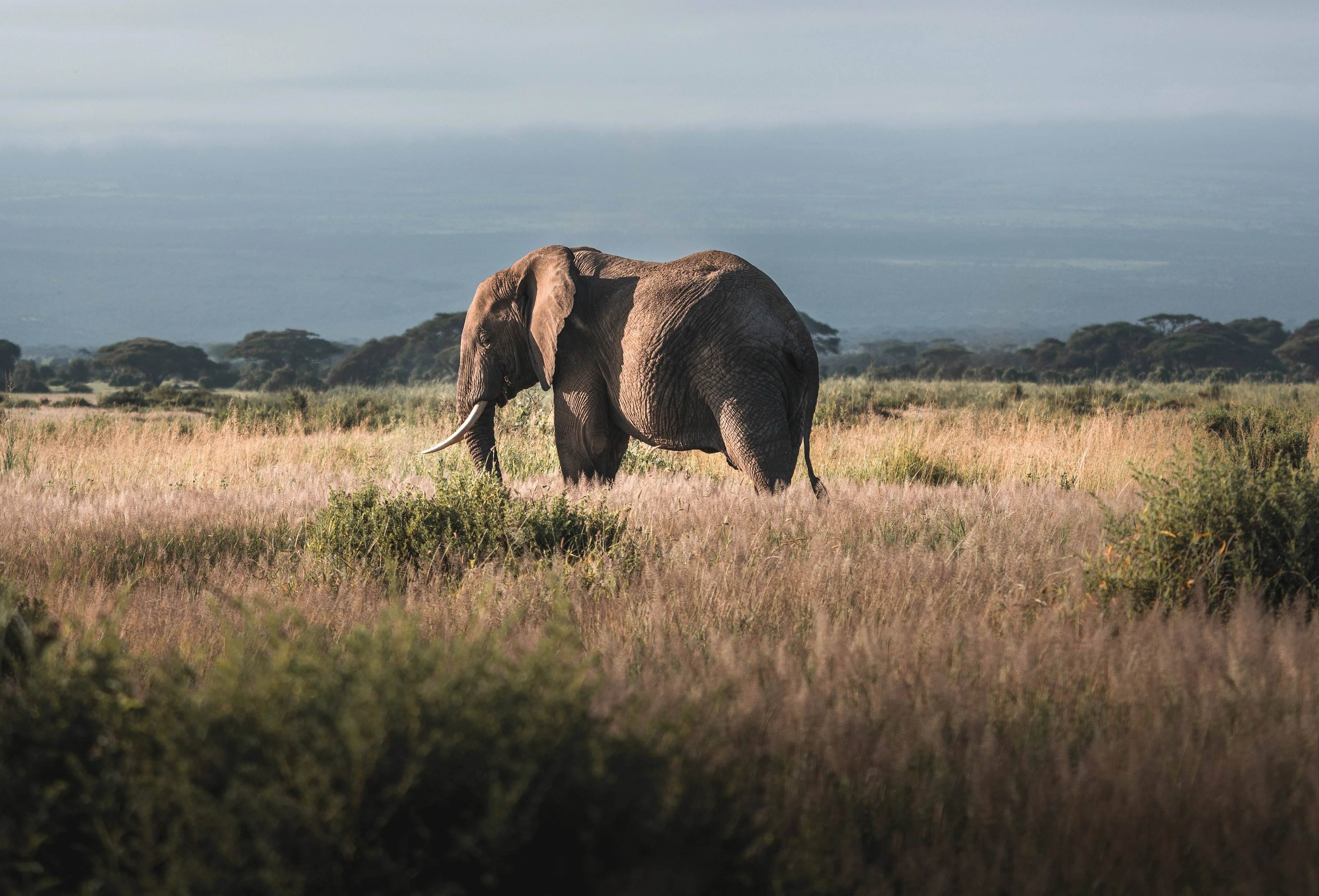 Combat Elephant Poaching in Africa 