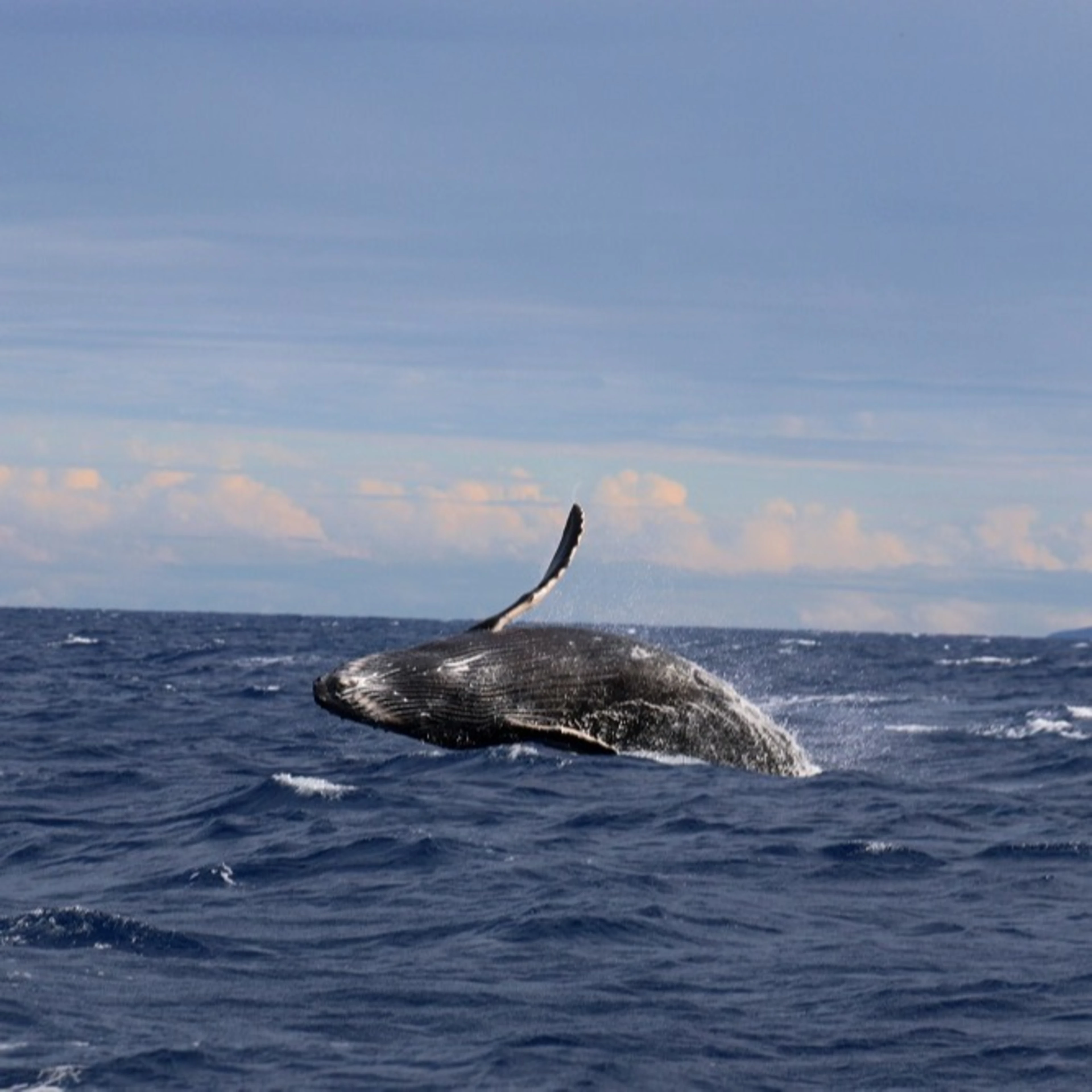 Whales are carbon sinks 