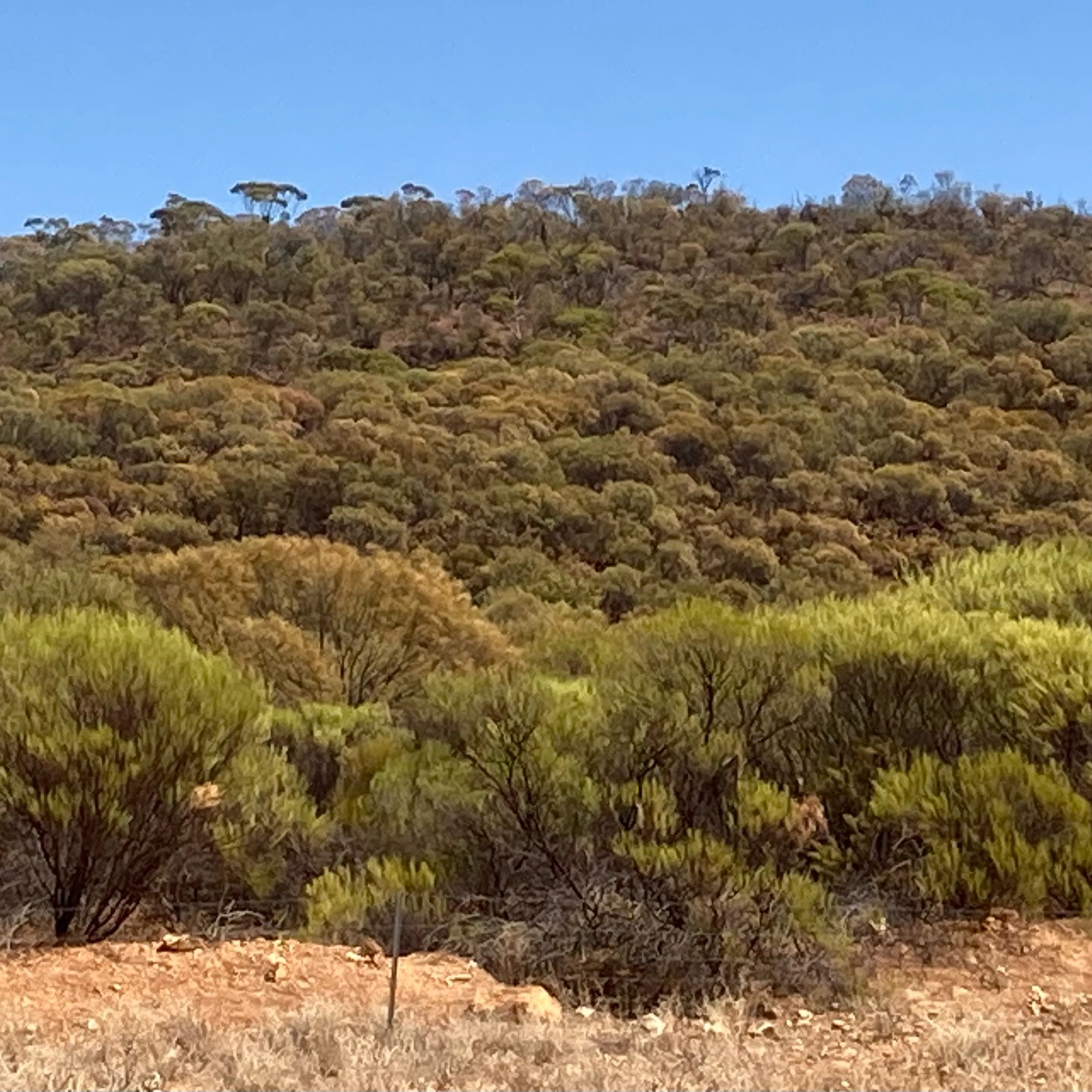 Eucalyptus trees 