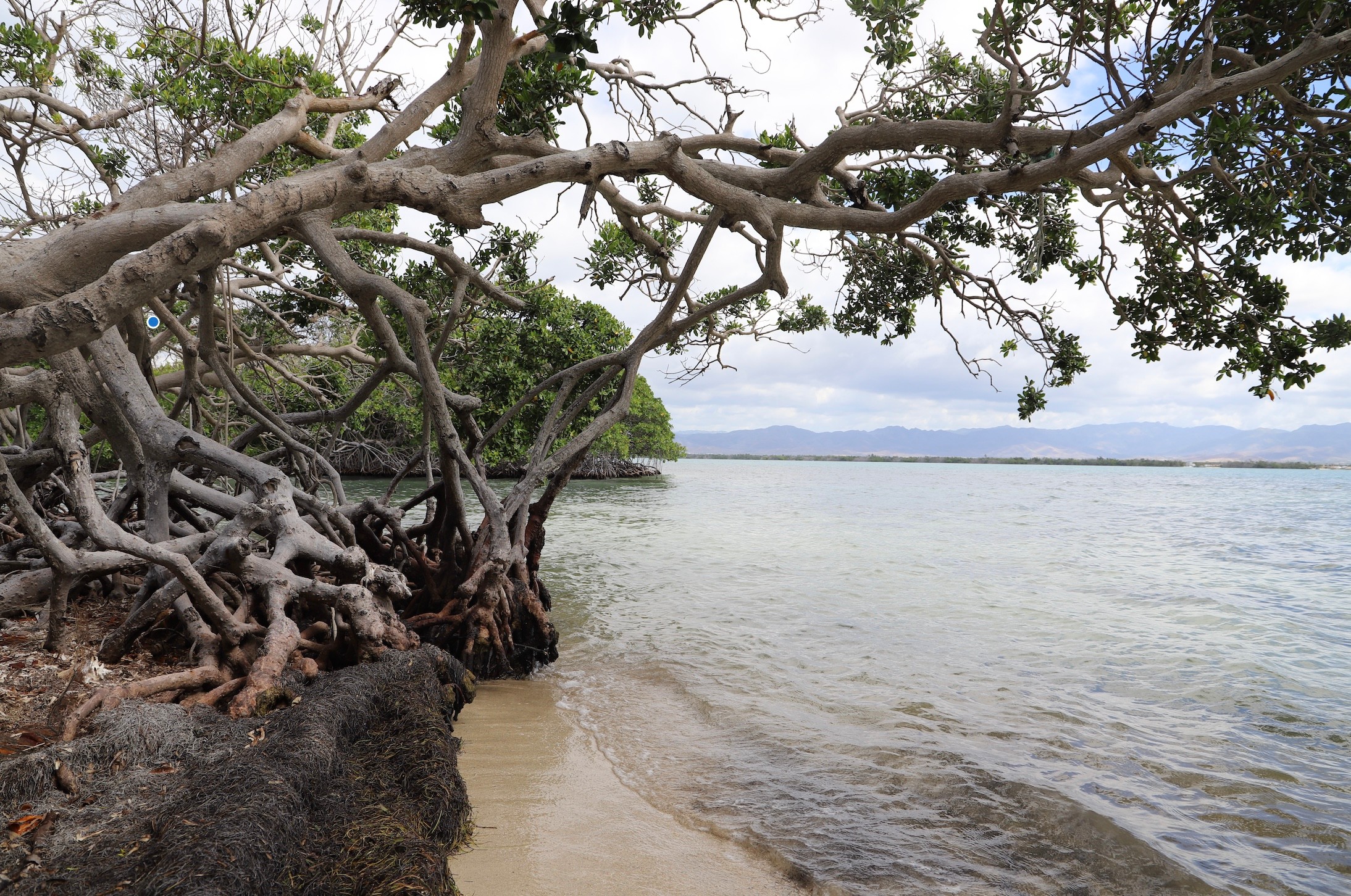 What do we most love about it seagrass image 