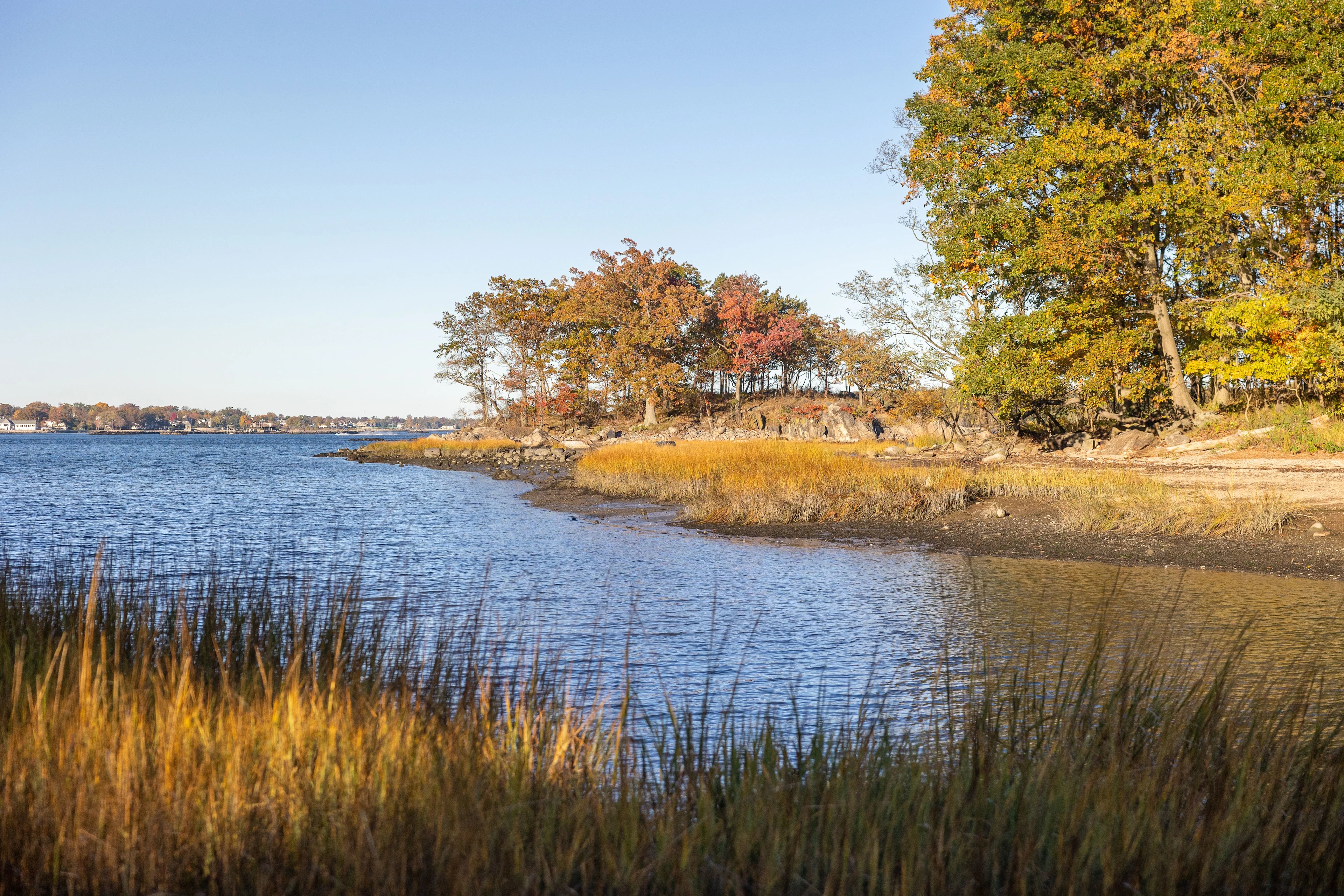 Wetland and Forest Conservation New York City
