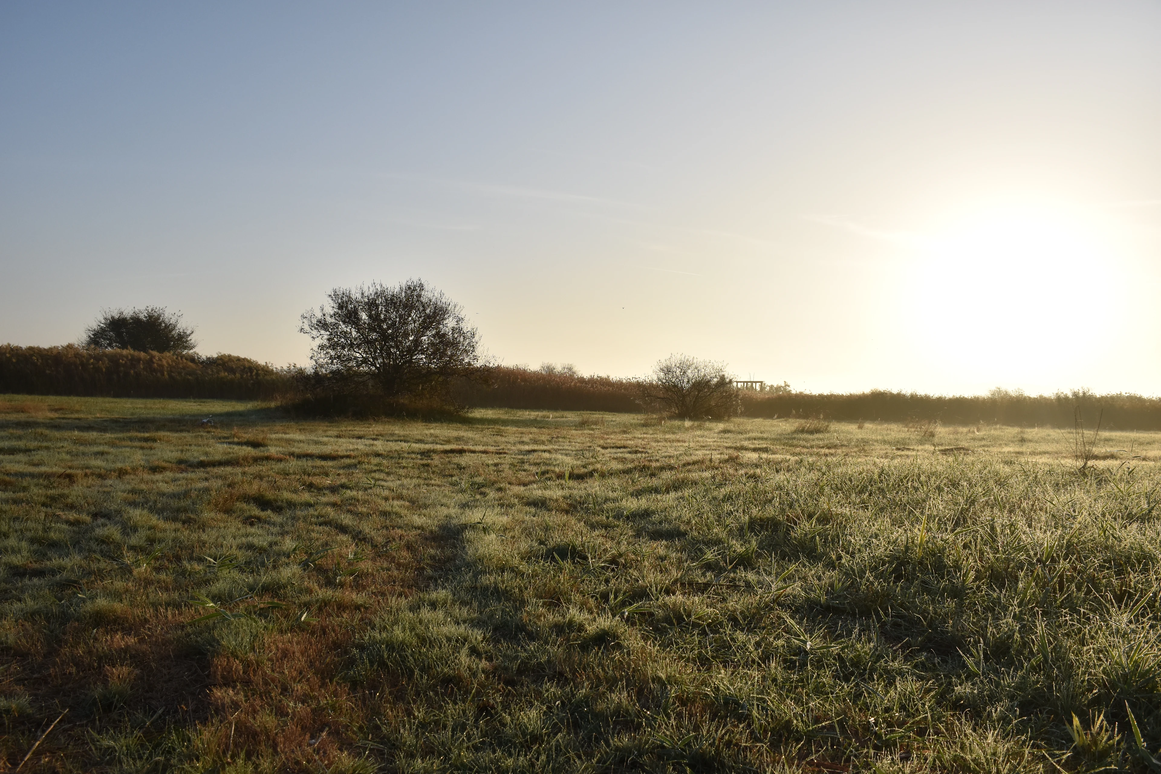 Wetland restoration, Croatia 