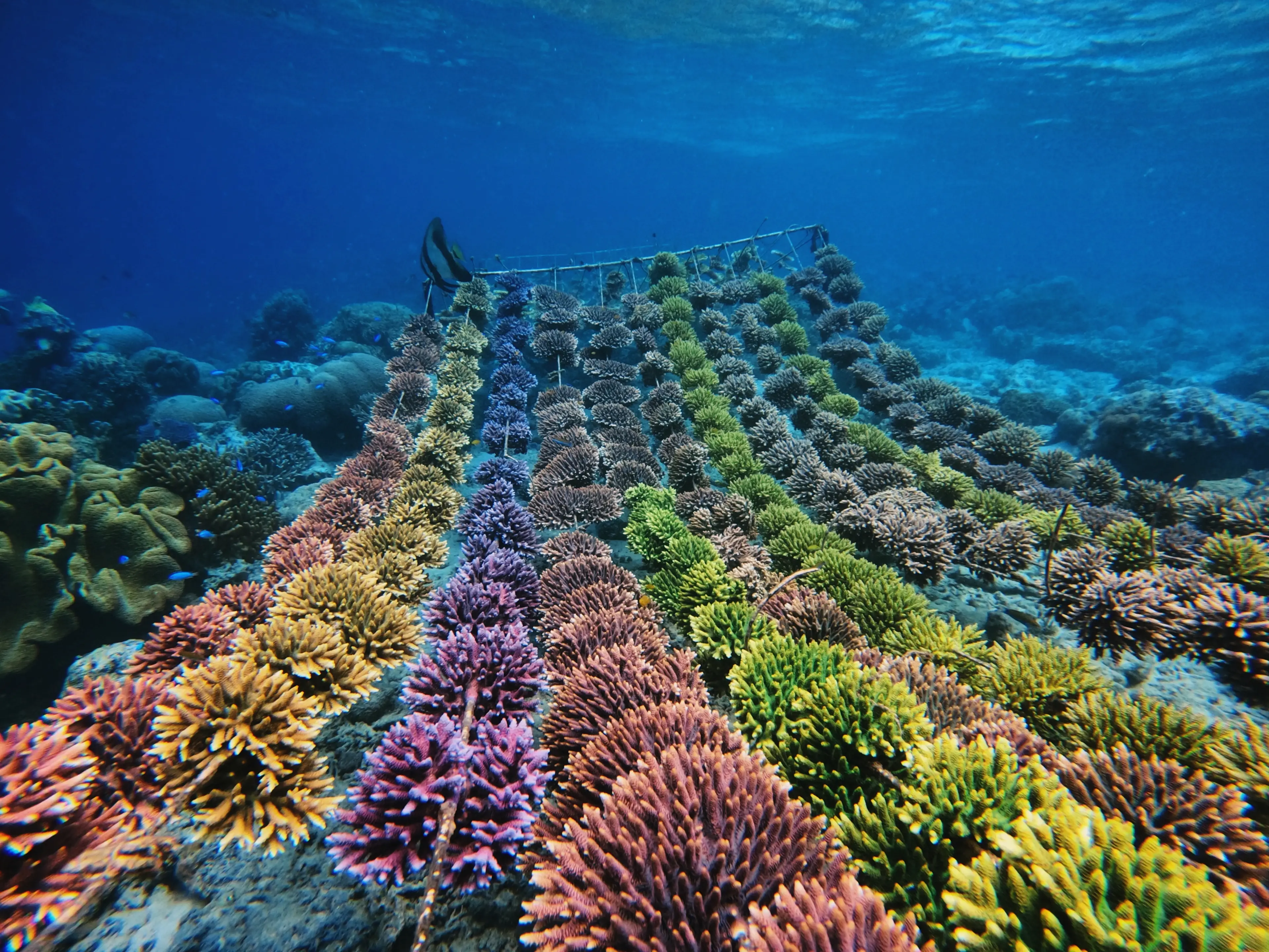 Reef Restoration and shoreline protection in Indonesia