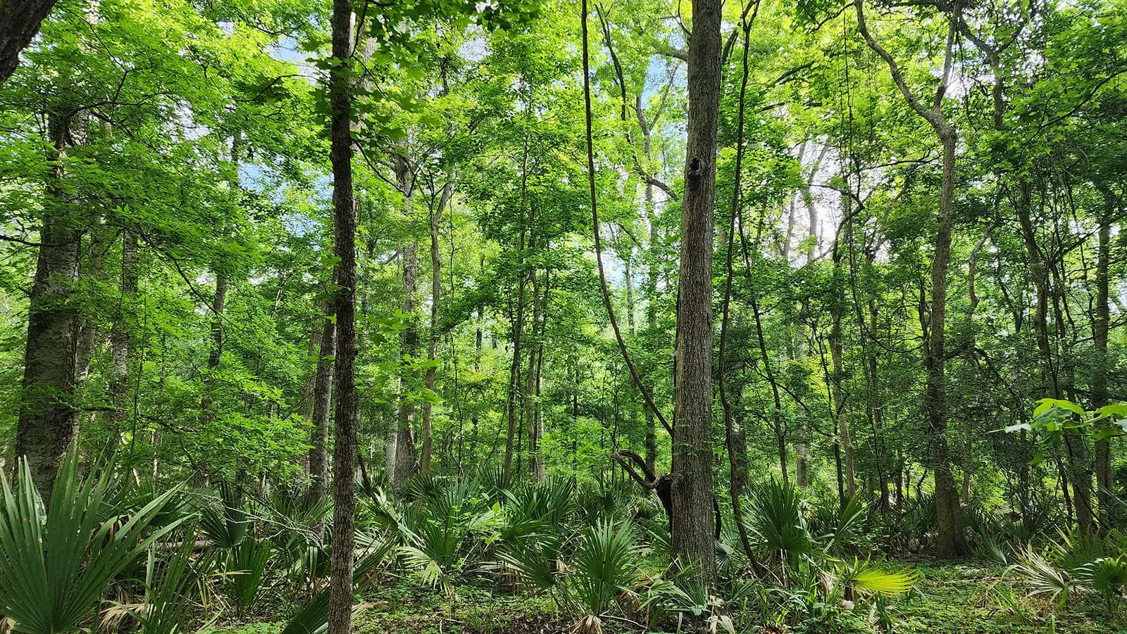 Bottomland Forests of the Mississippi Backswamps and Delta Mixed Forests Project Removal