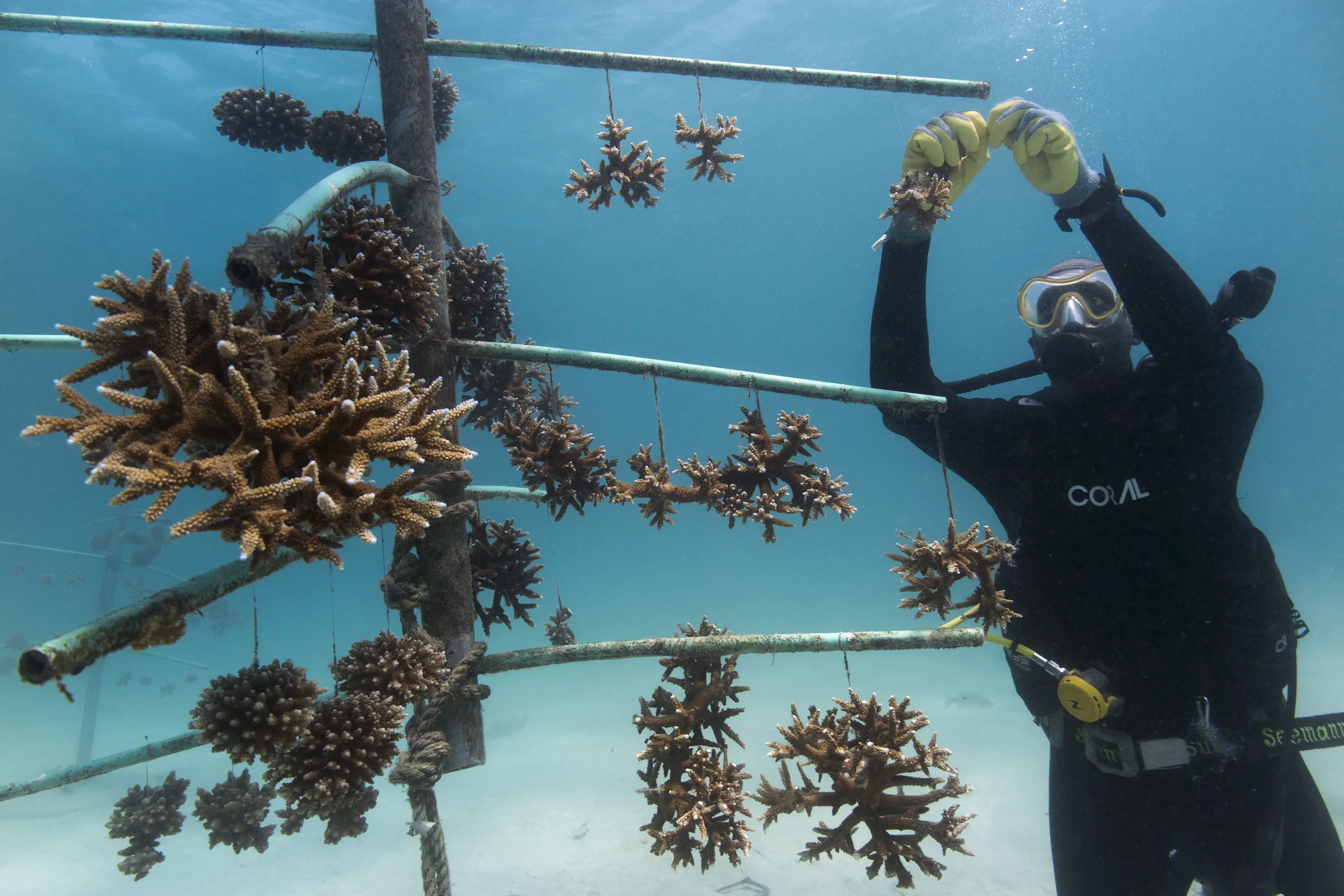 Restoring and protecting coral reefs with REEFolution