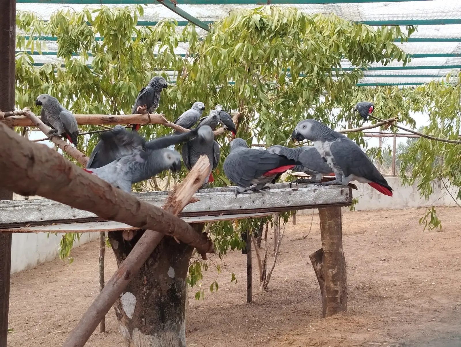 Grey parrots 