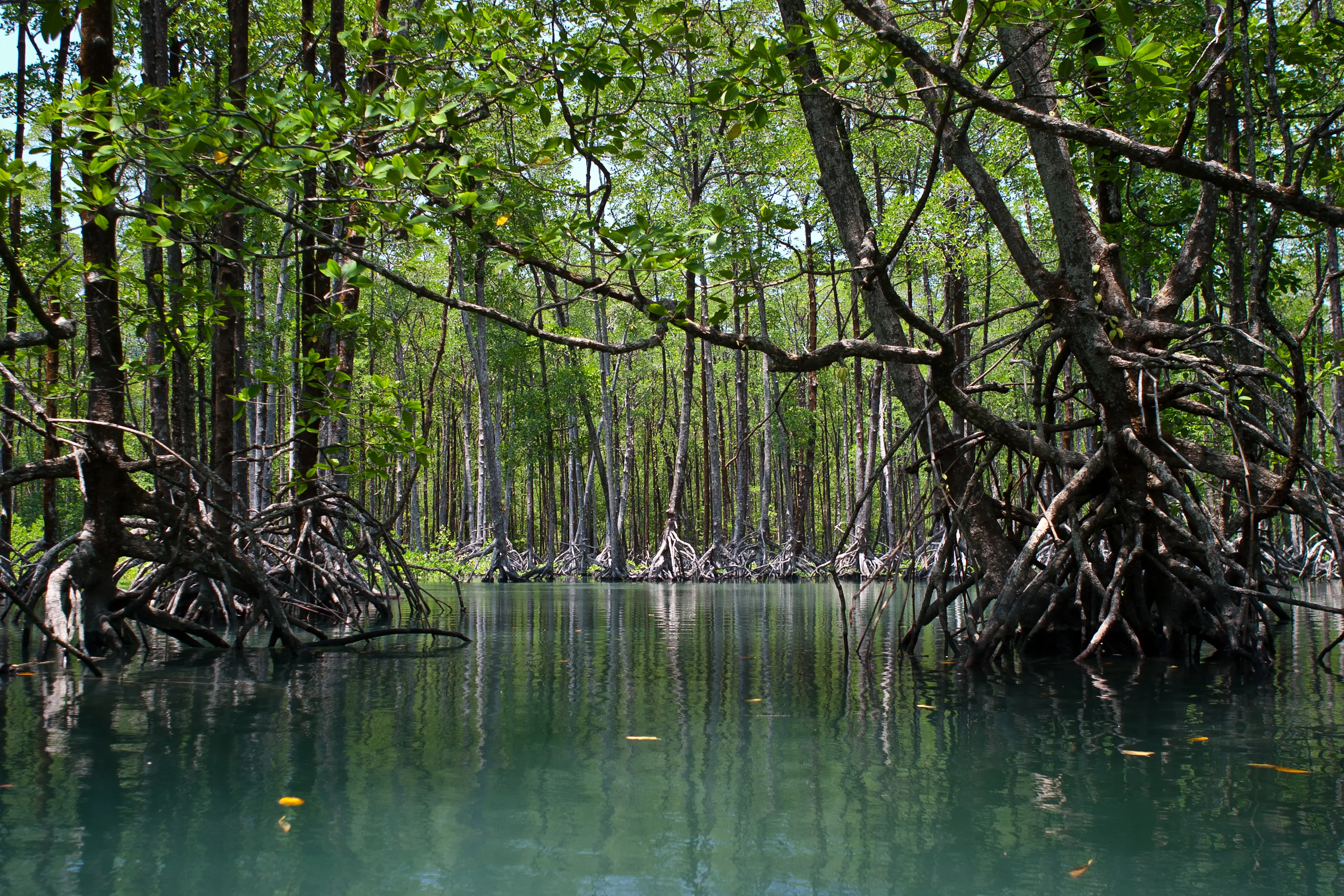 Reforestation and Restoration of Degraded Mangrove Lands