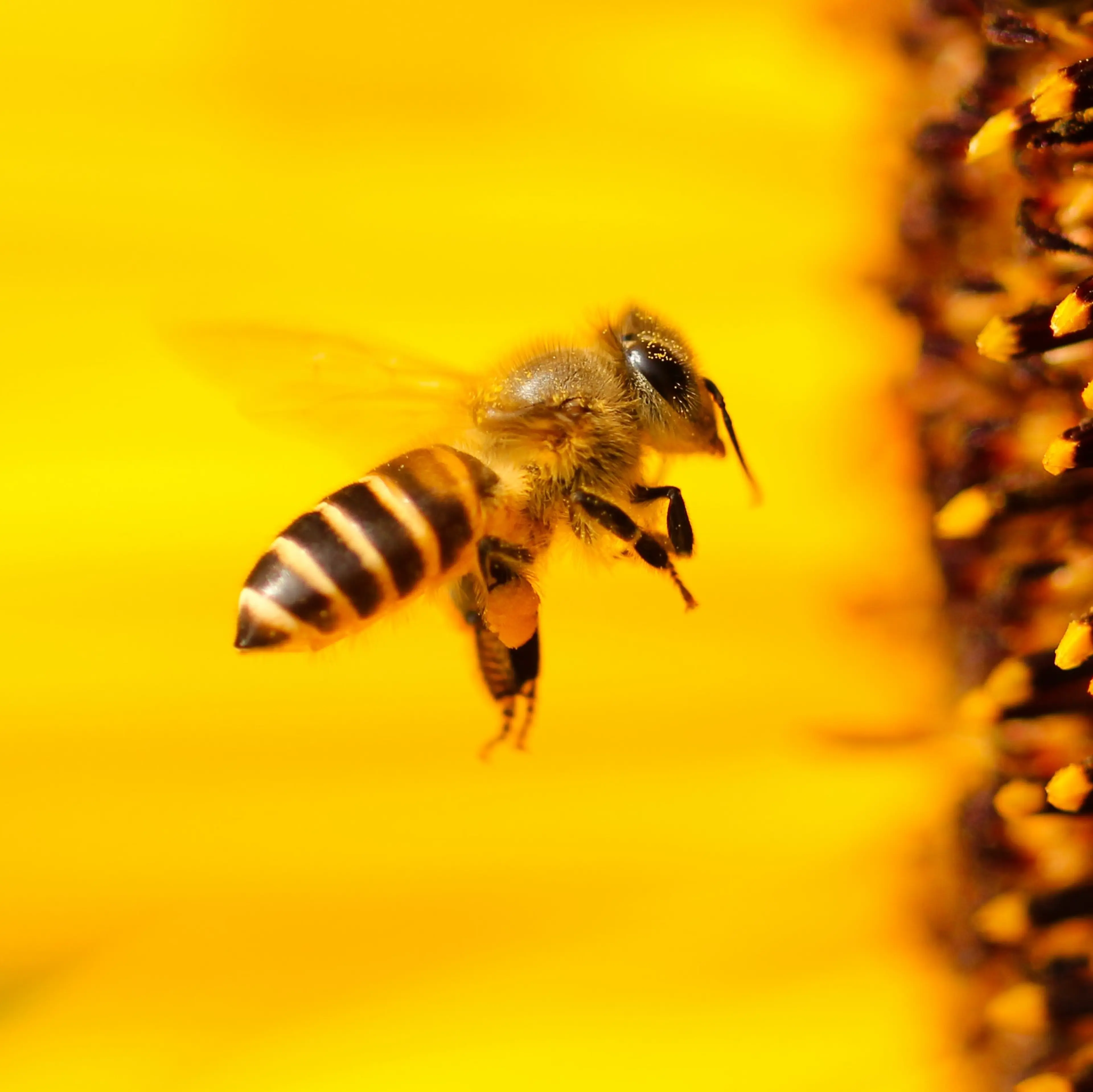 Image of a bee in flight.