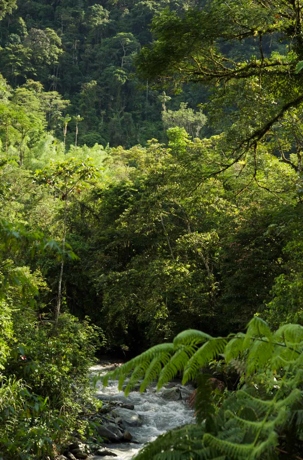 Forest conservation for biodiversity and climate- Ecuador