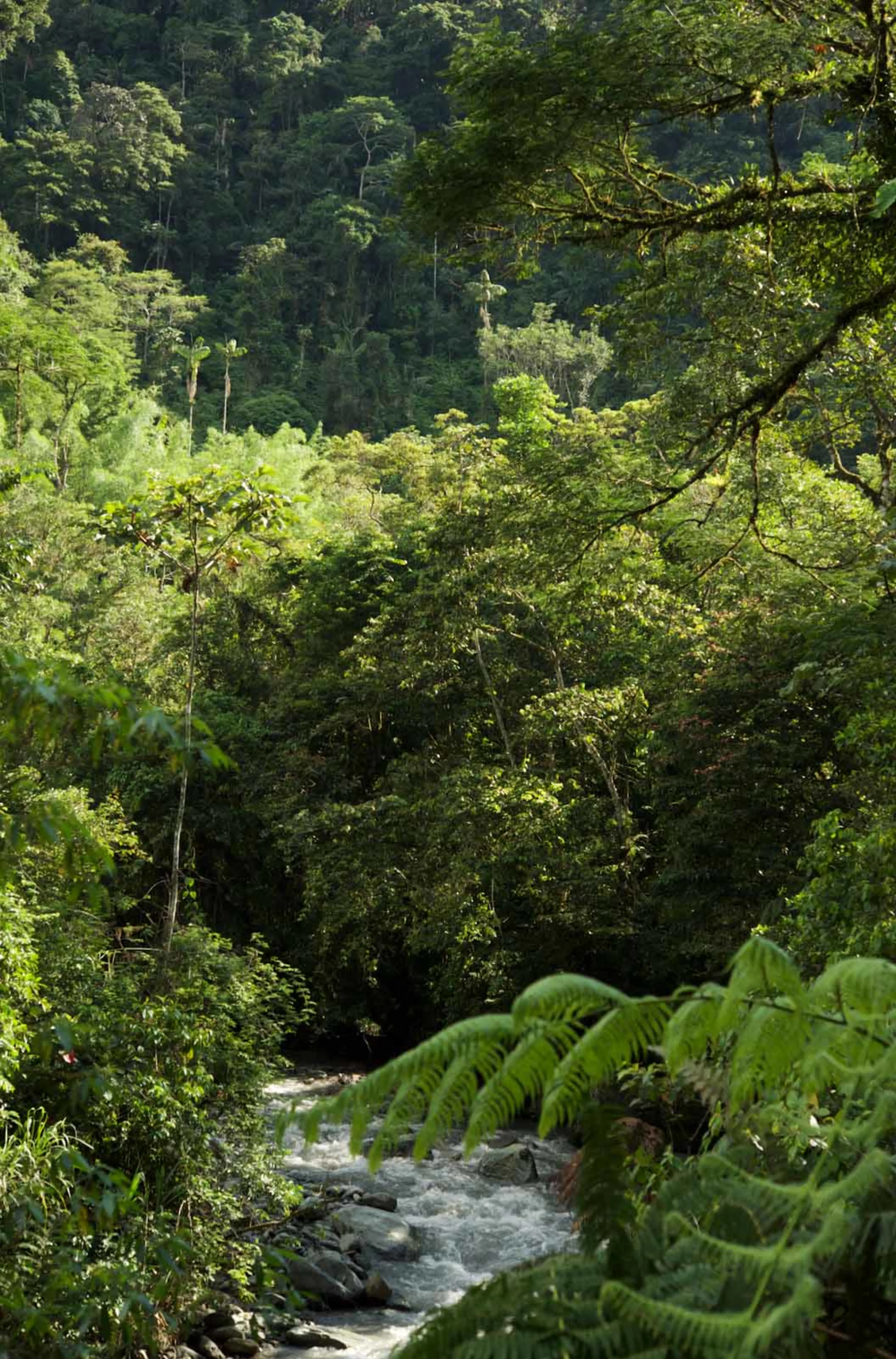 Forest and stream in the Andes