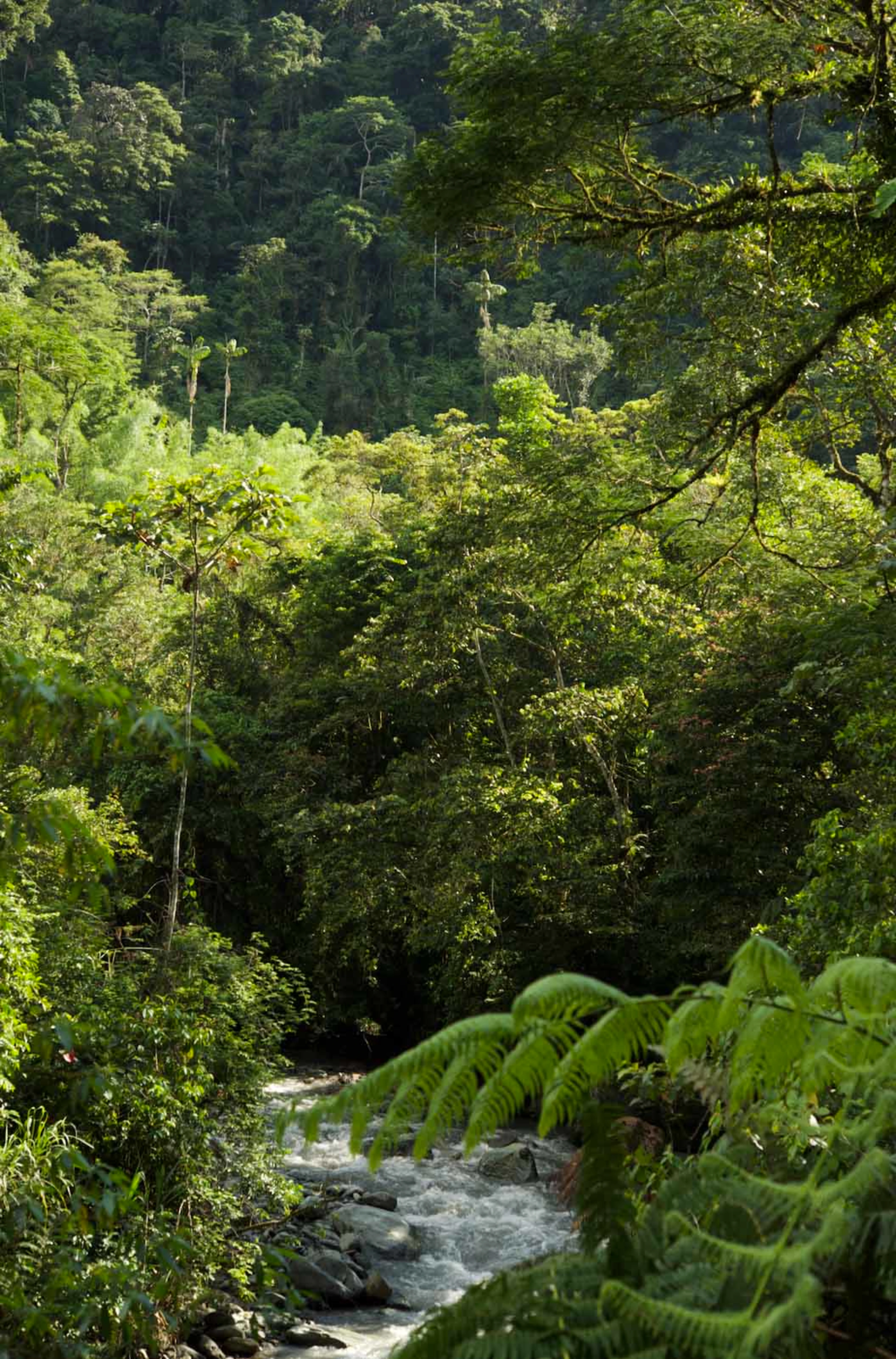 Forest conservation for biodiversity and climate- Ecuador