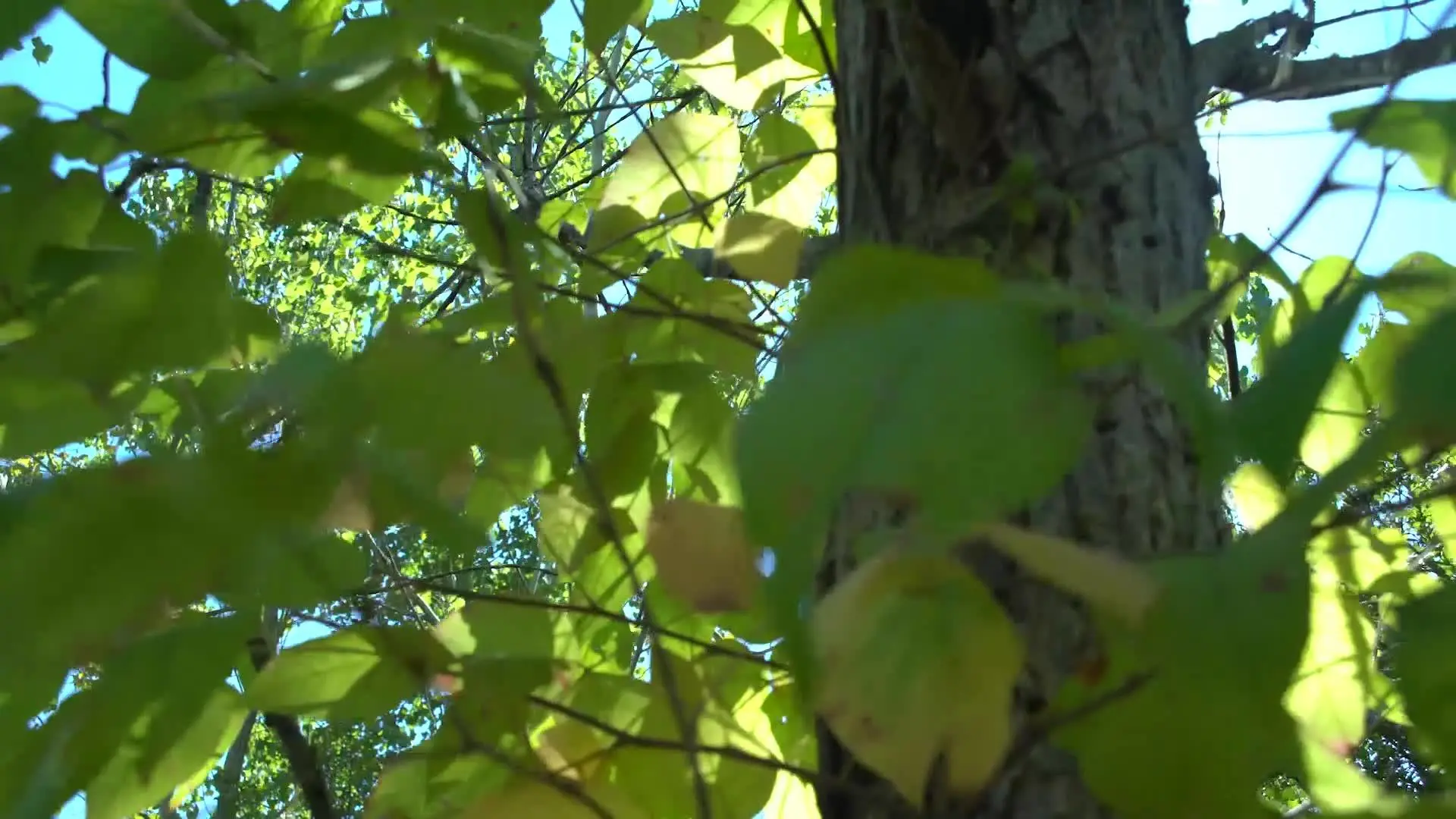 Green Trees ACRE Reforestation programme, North America- main image - Vertree