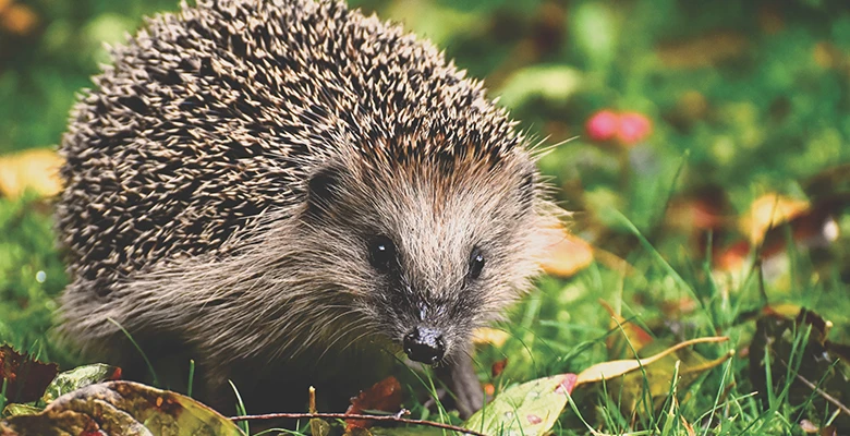 Hedgehogs and native habitats protection
