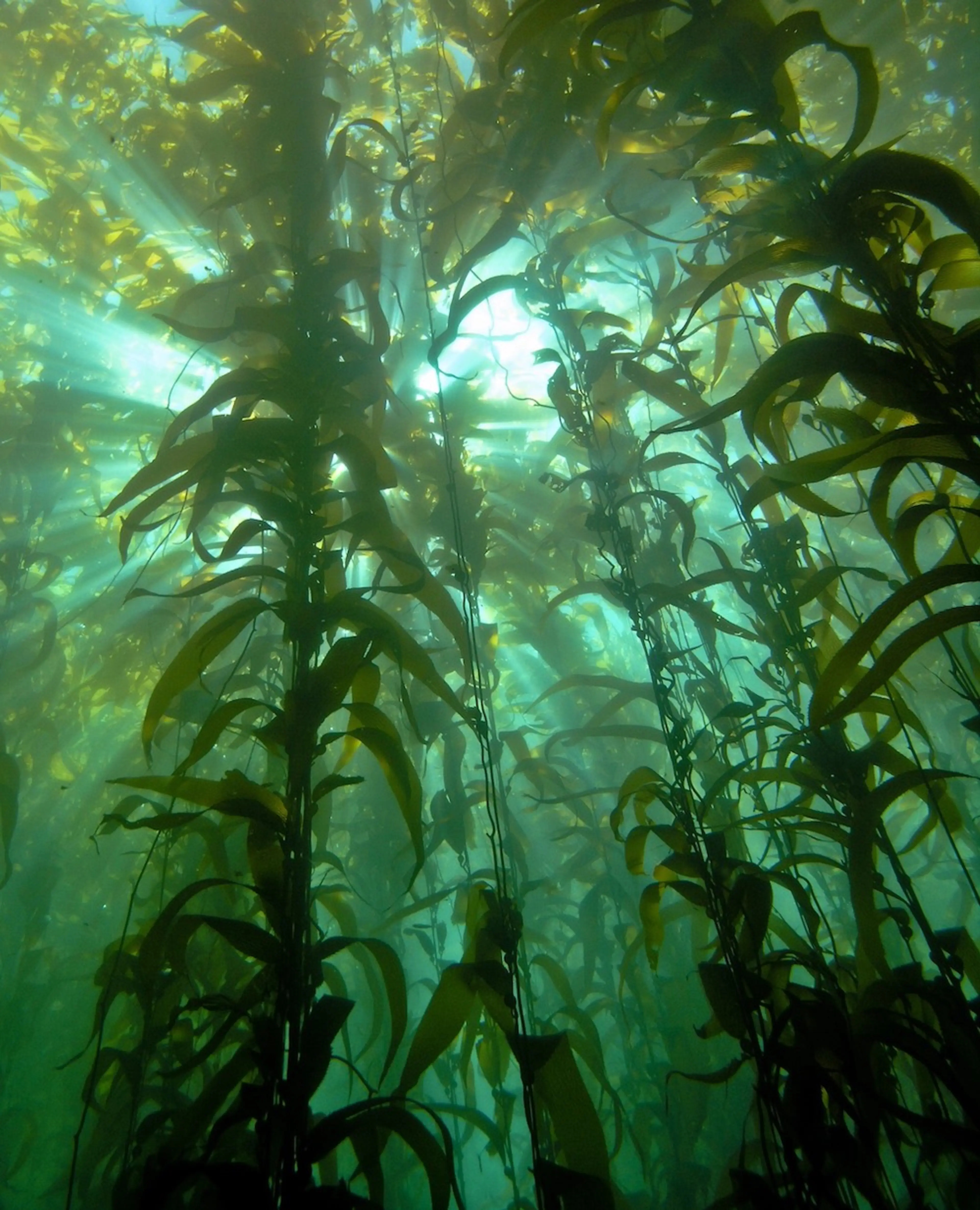 kelp 