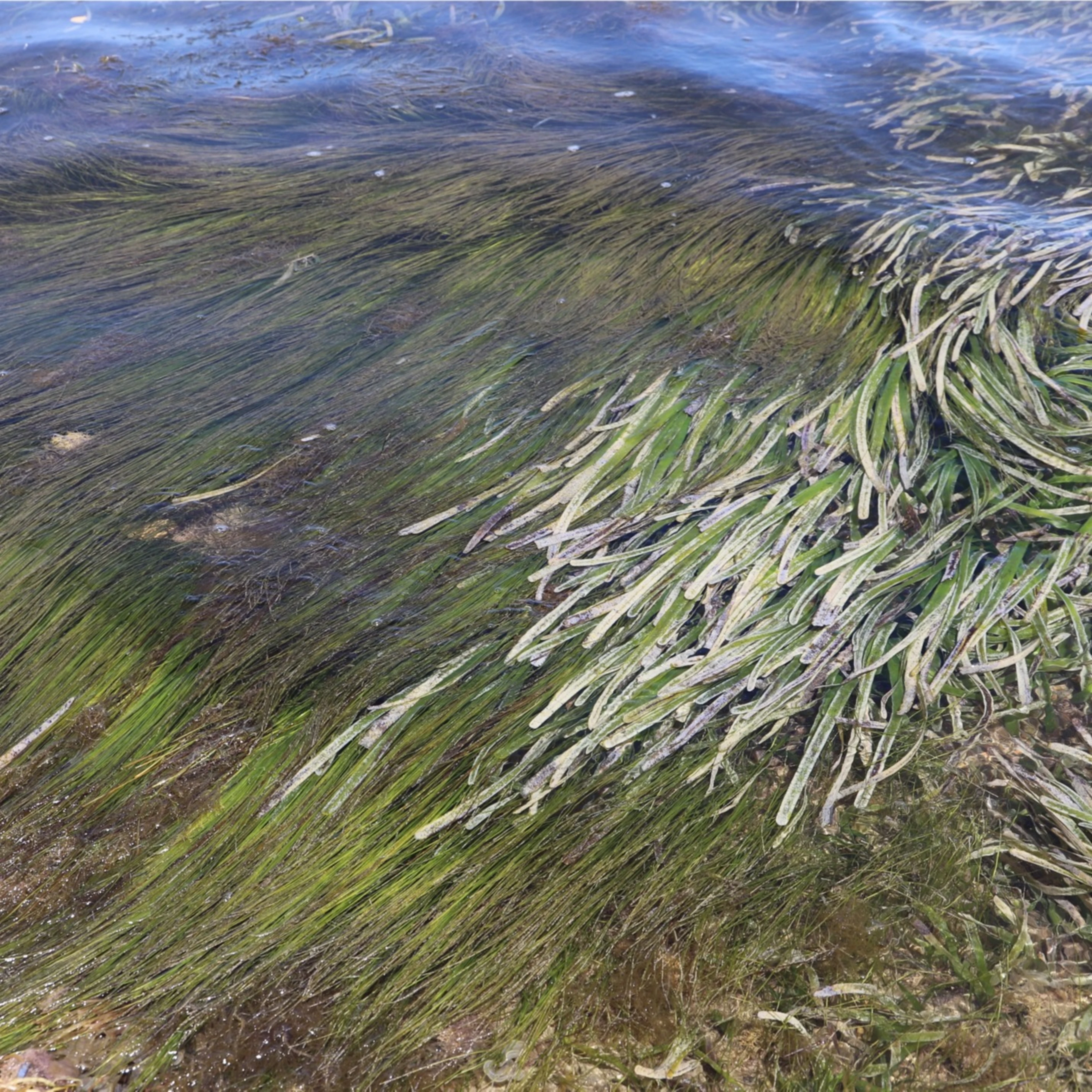 Seagrass wonder plant