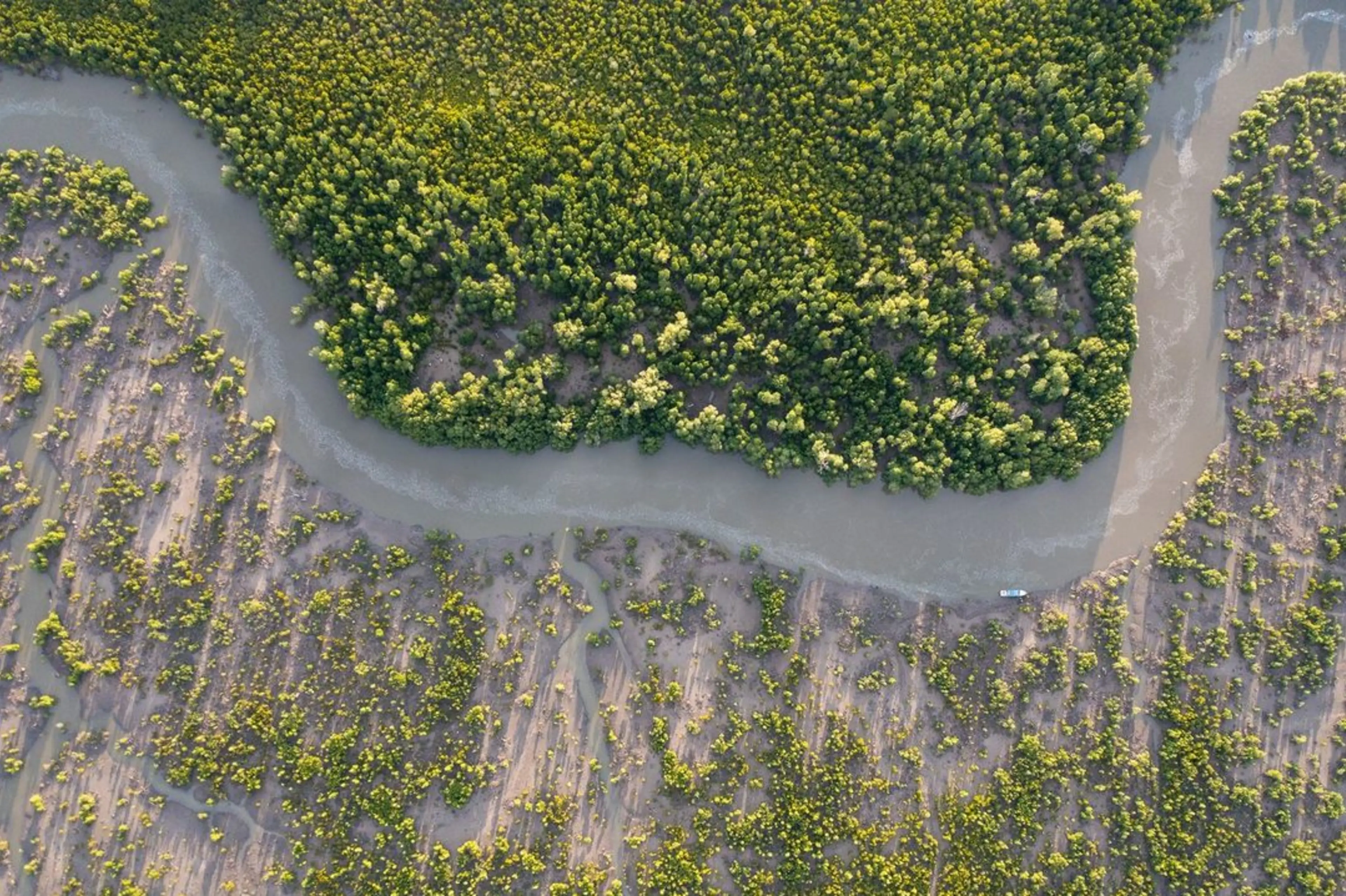 Eden reforestation - mozambique 