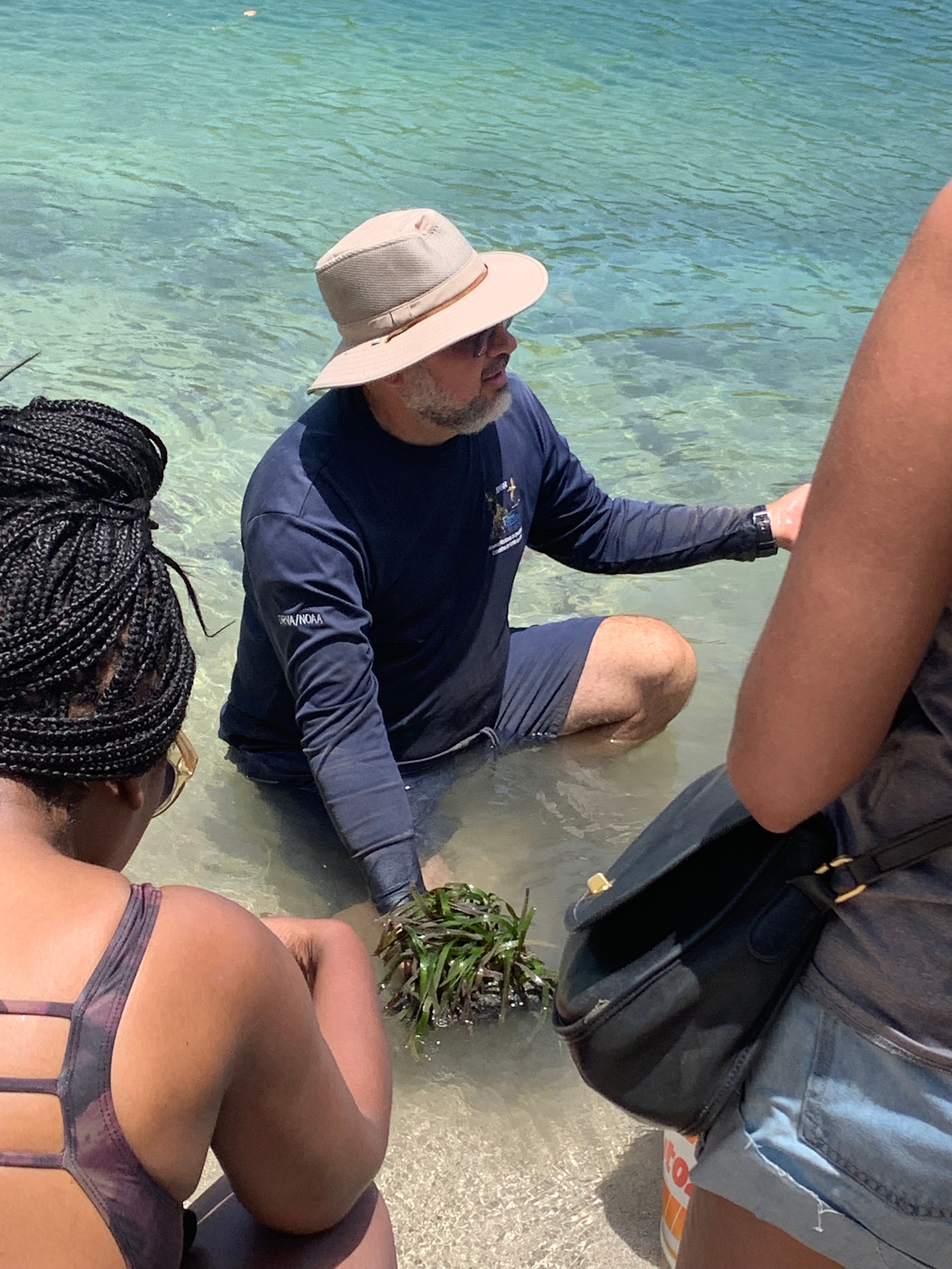 How does it work seagrass image 