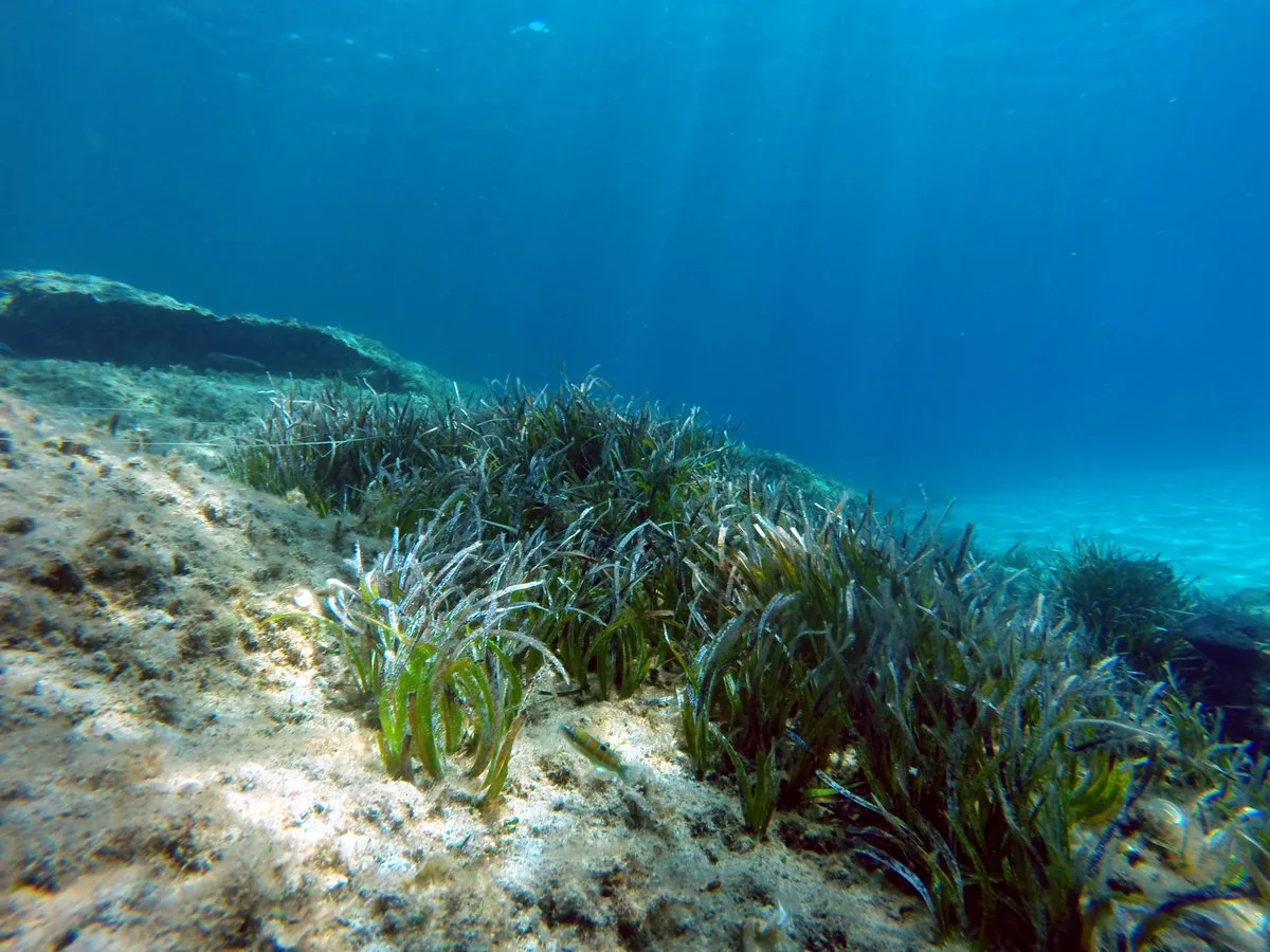 Seagrass Spotter 