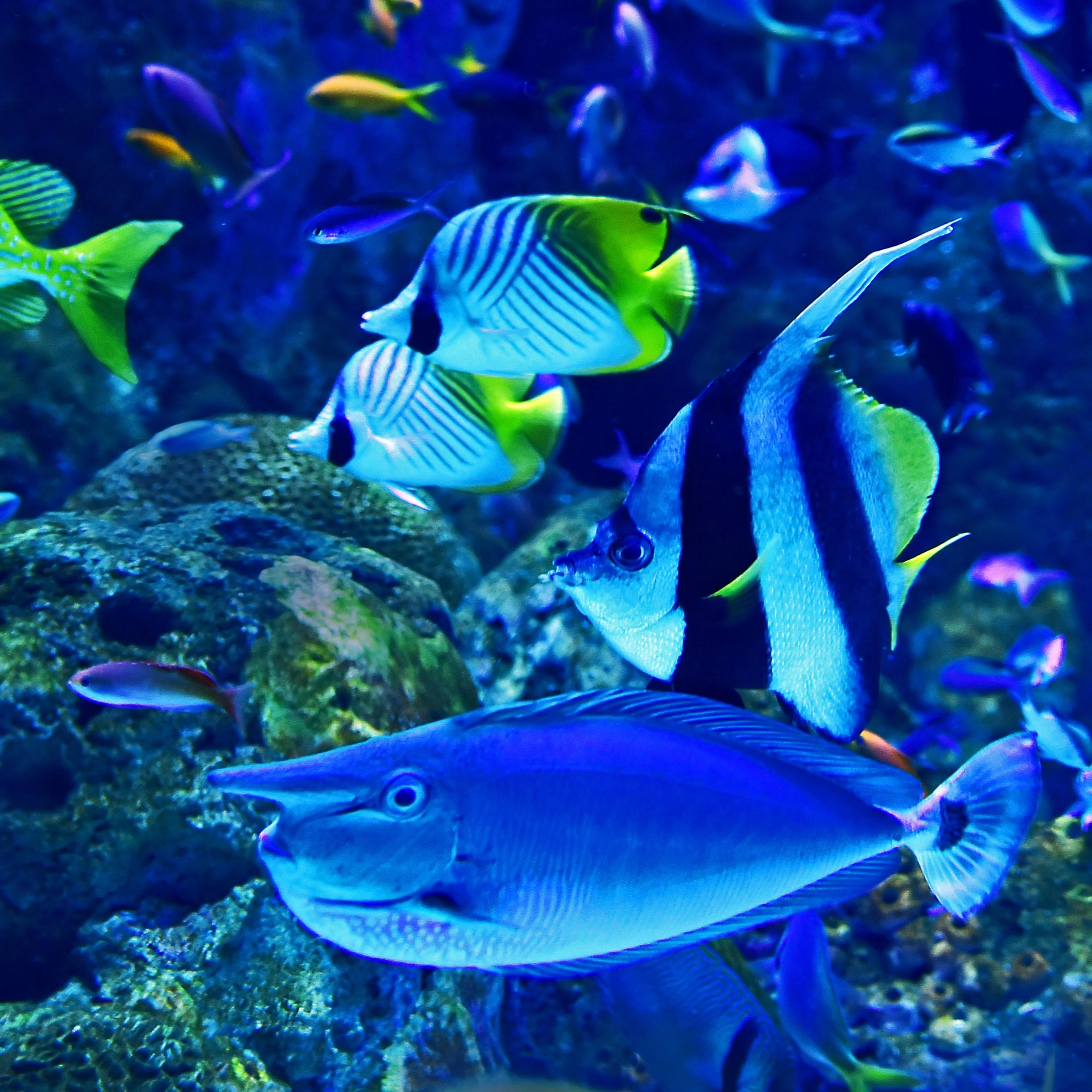 The ocean is home to 55-75% of all life