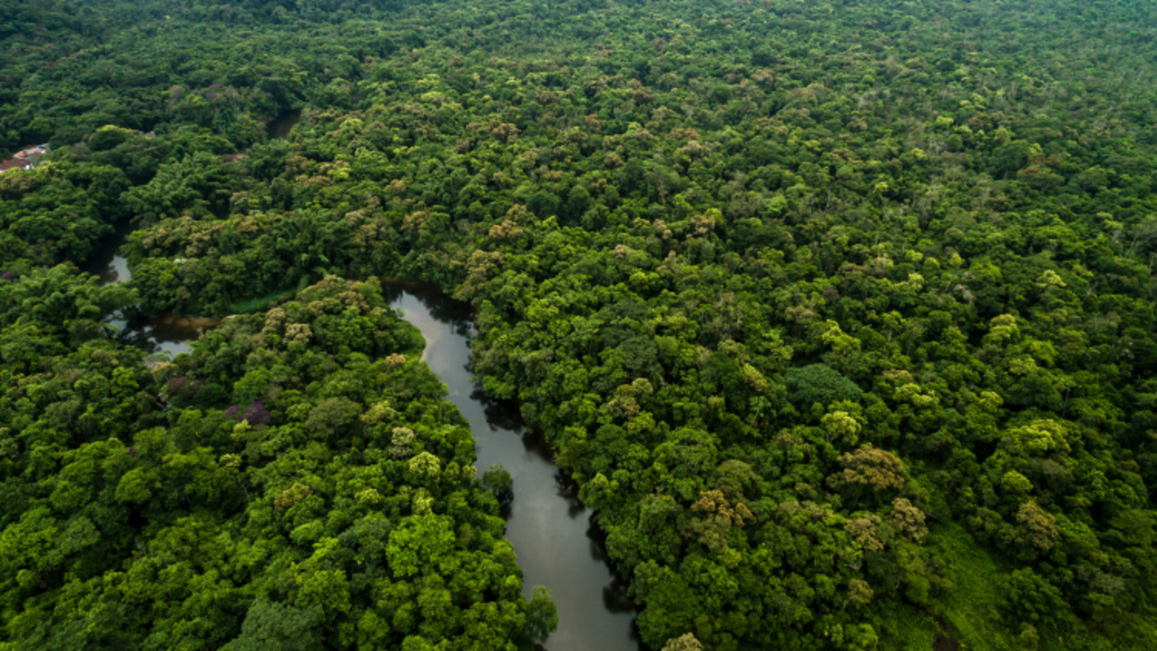 Planet wild hero image - Amazon Rainforest. Image from partner