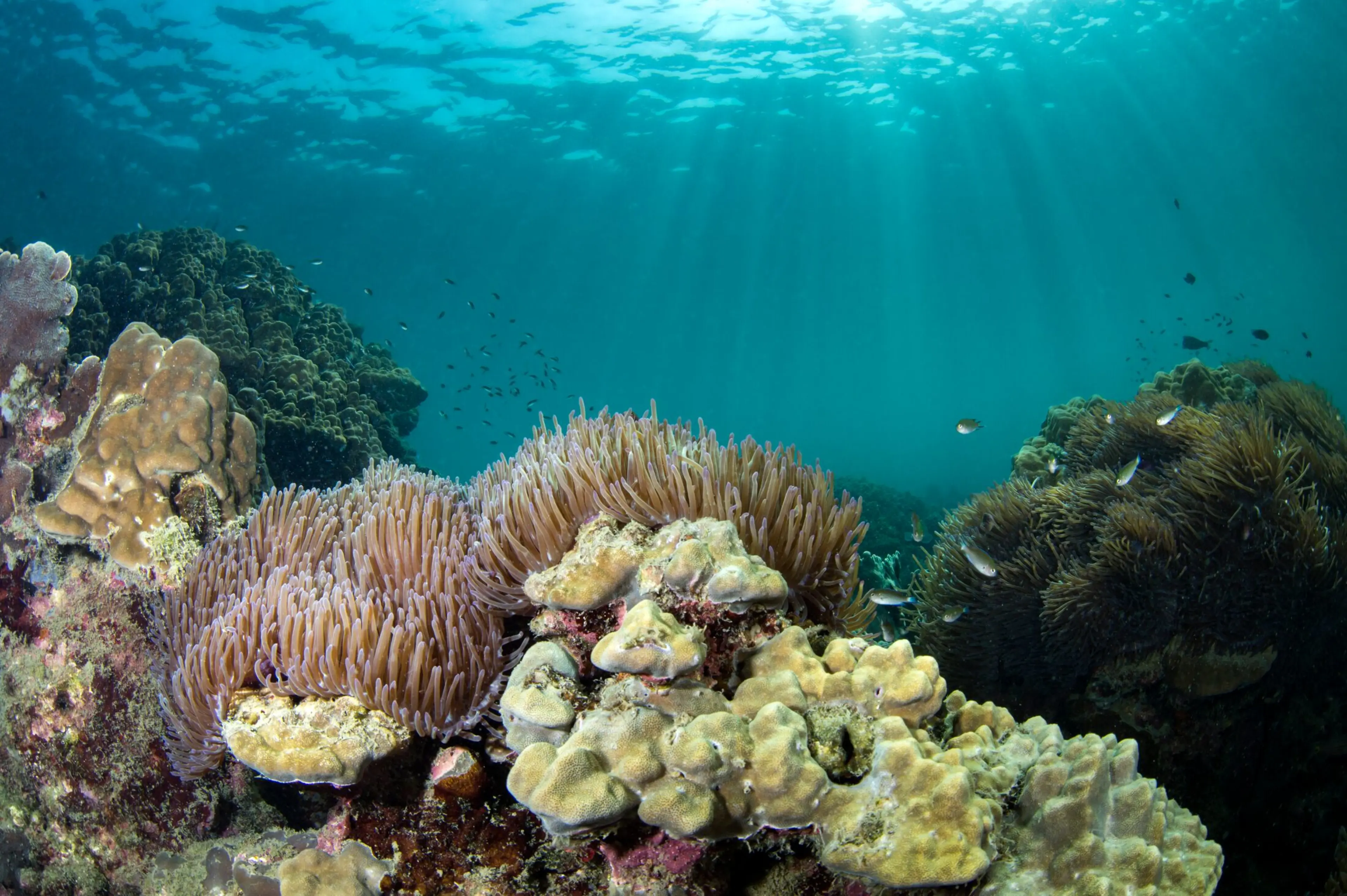 Protecting Cambodia's Coastal and Marine Life