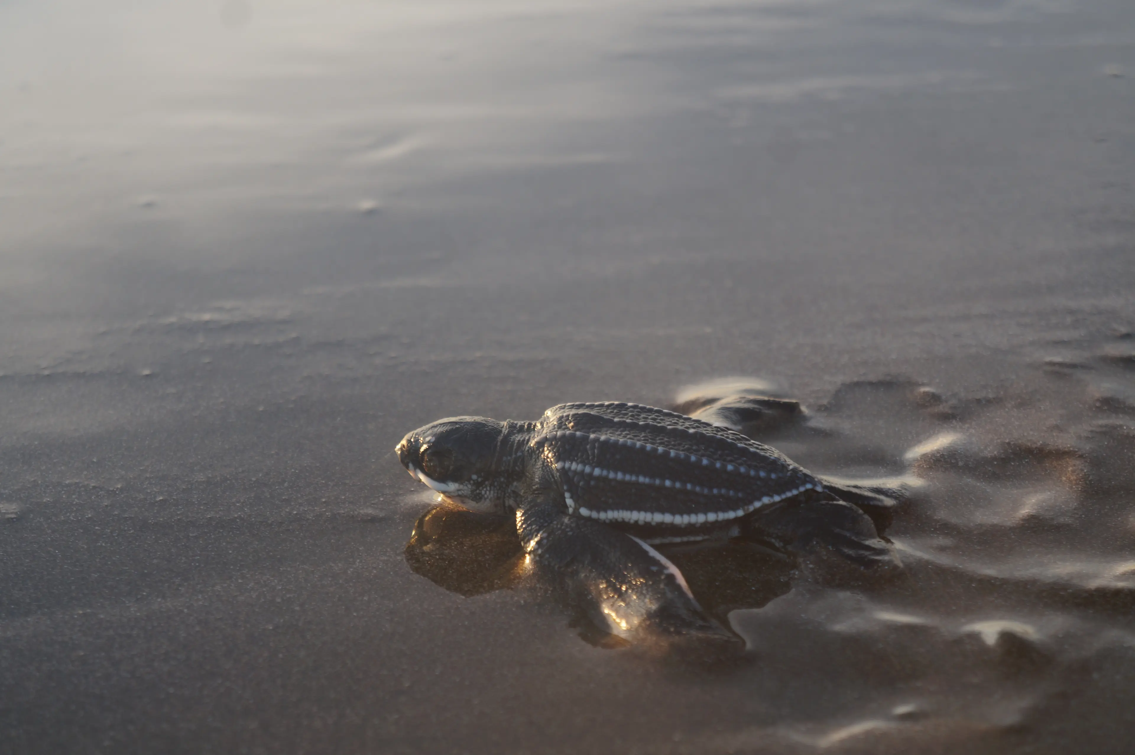 Conserving turtles and habitats in the Nicaraguan Pacific