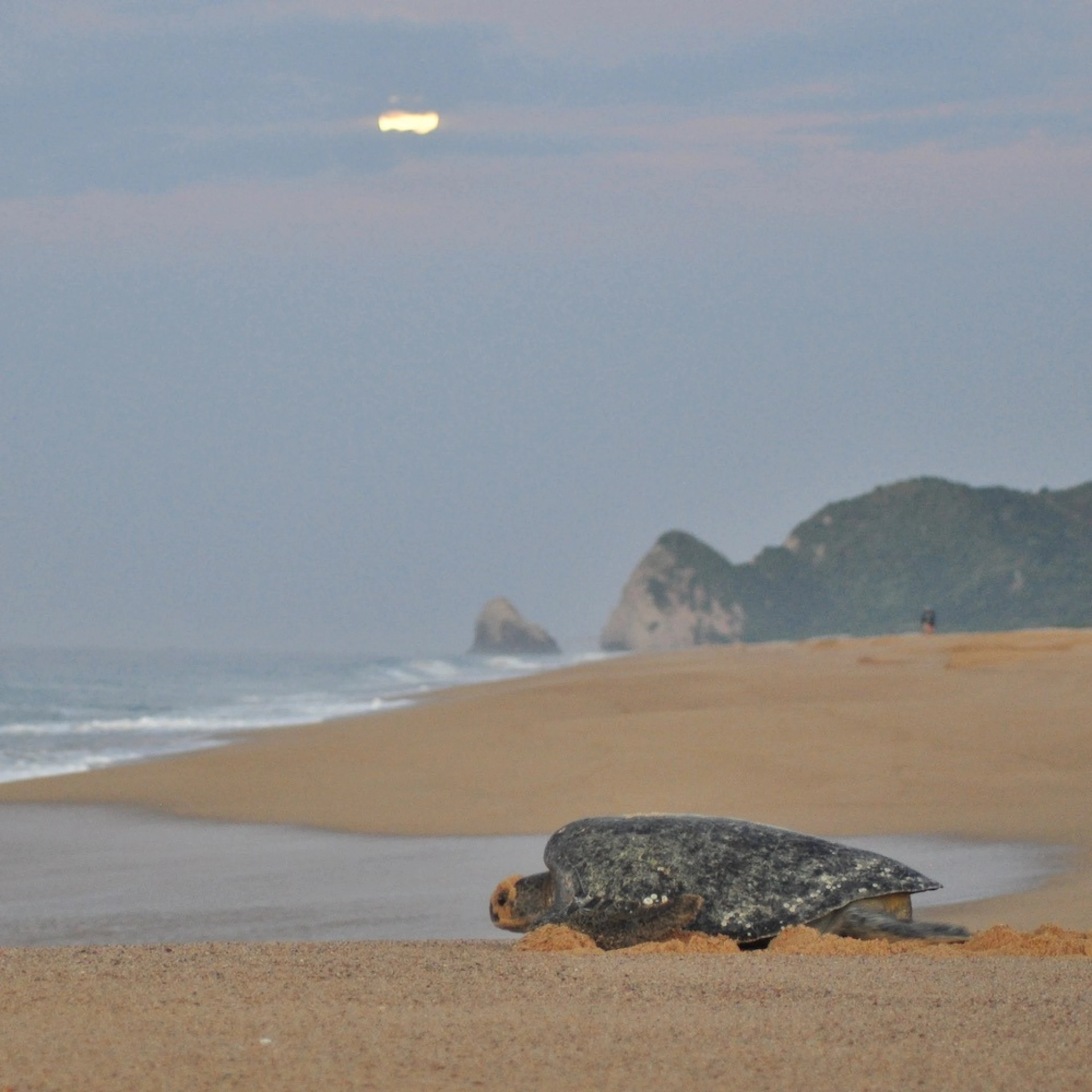 Healthy turtles help healthy oceans